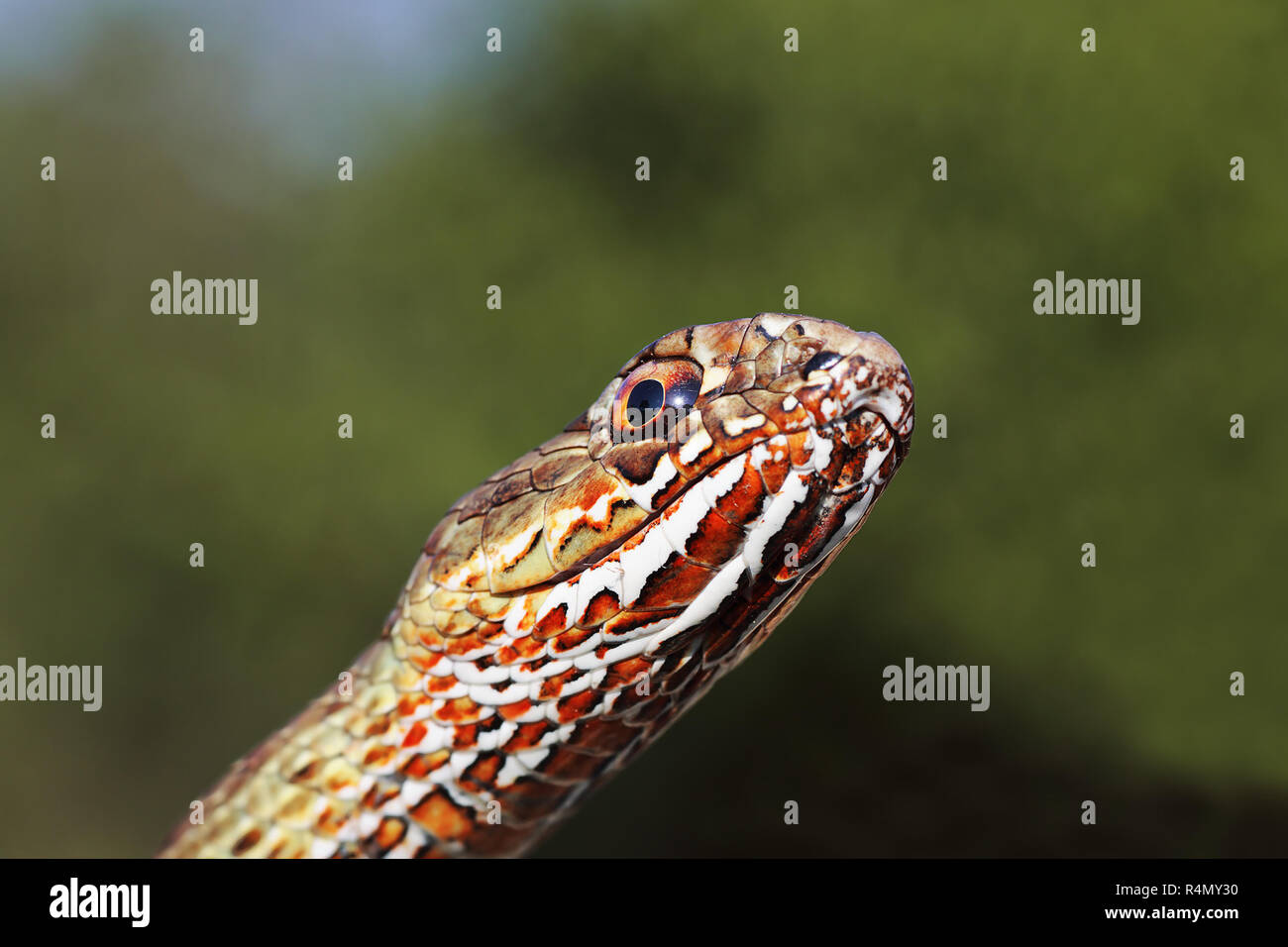 Macro portrait de l'est coloré montpellier Malpolon insignitus couleuvre ( ) sur l'arrière-plan flou vert Banque D'Images