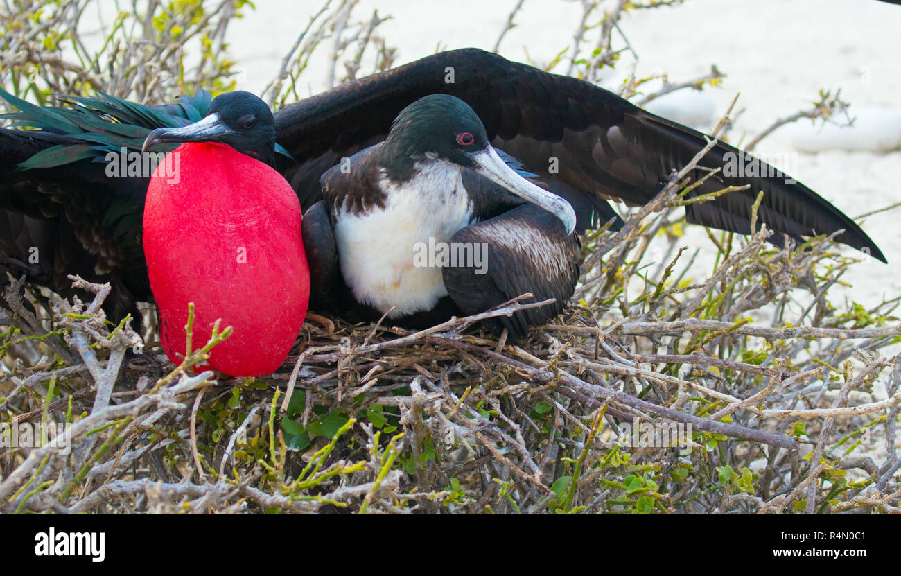 Les oiseaux rares et exotiques sur les îles Galapagos Banque D'Images