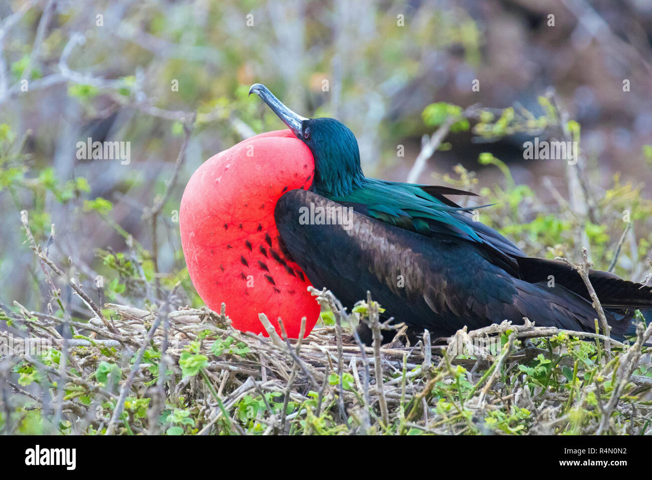 Les oiseaux rares et exotiques sur les îles Galapagos Banque D'Images