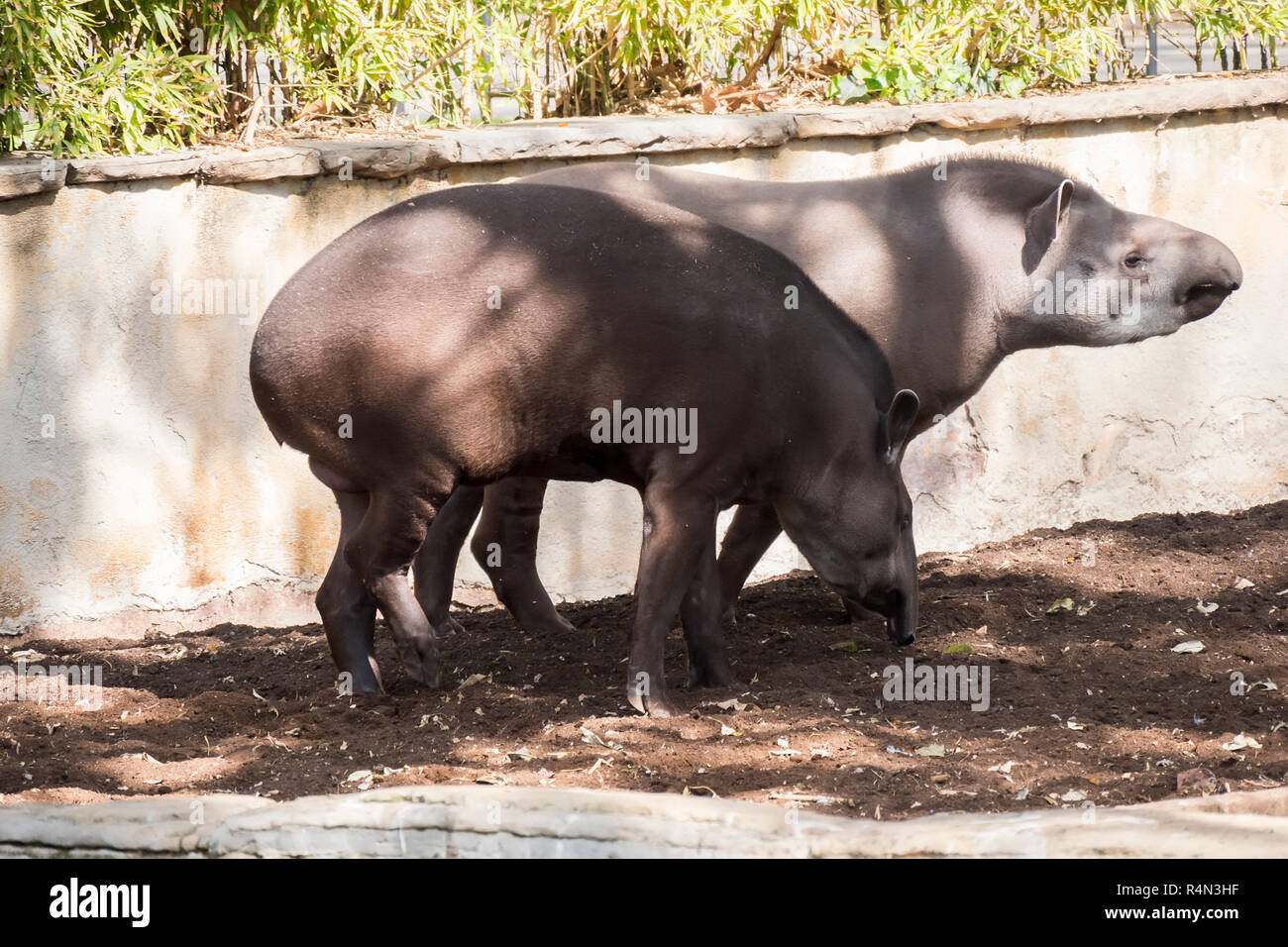 Deux tapir brésilien à la recherche de nourriture sur terre Banque D'Images