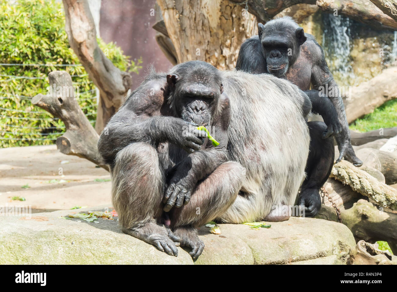 Groupe d'hôtesse des chimpanzés Banque D'Images