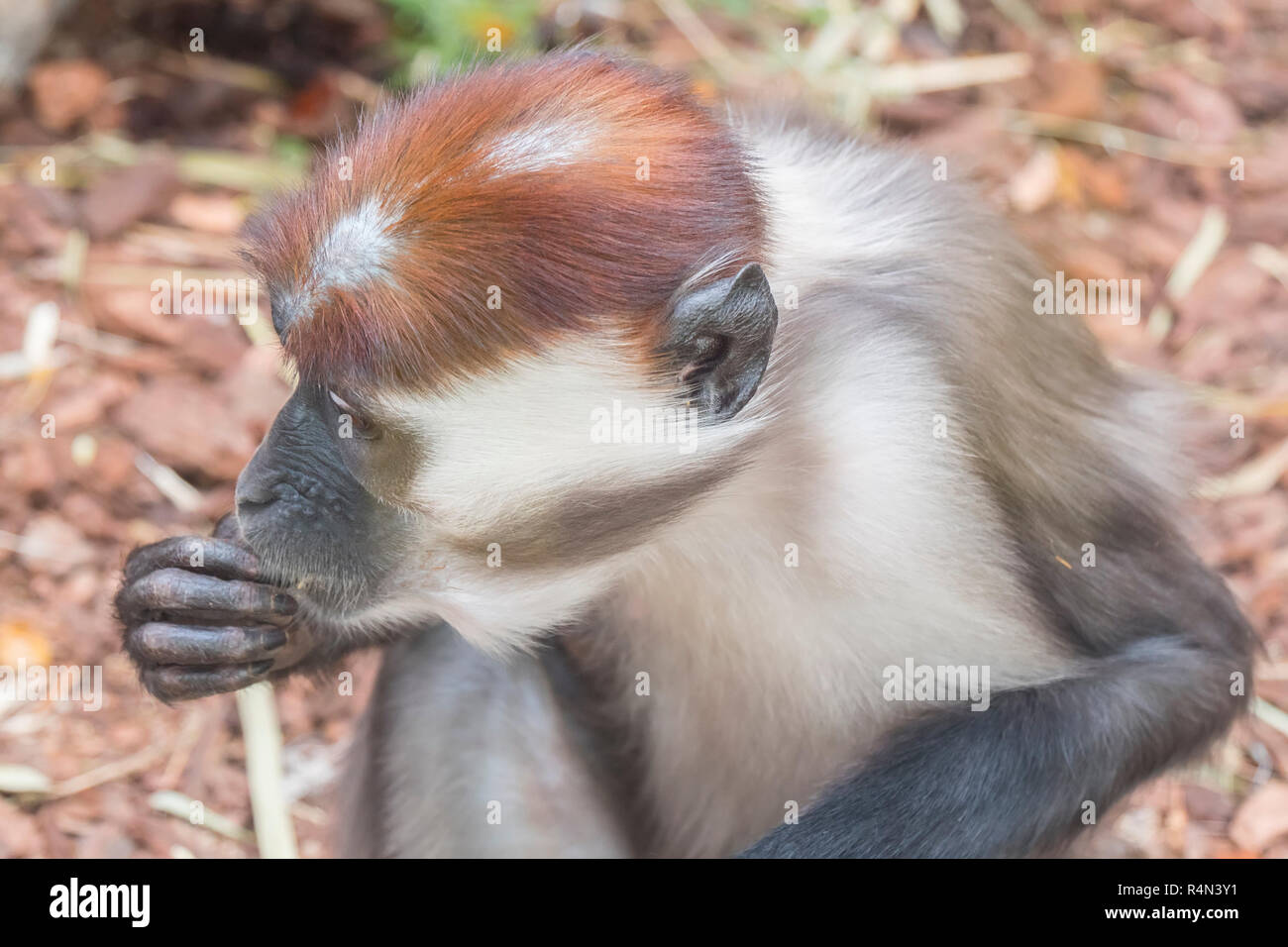 Il trouve des choses manger Mangabey sur le plancher Banque D'Images