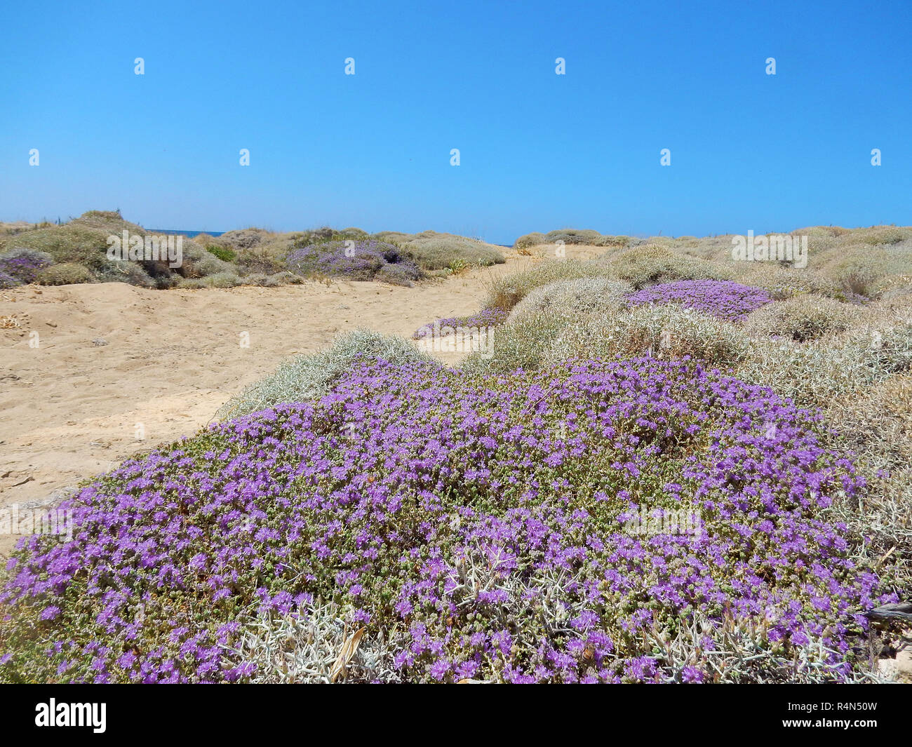 Les dunes de sable sur une plage de Crète, avec des buissons à fleurs de thym Méditerranéen (Thymbra capitata) Banque D'Images
