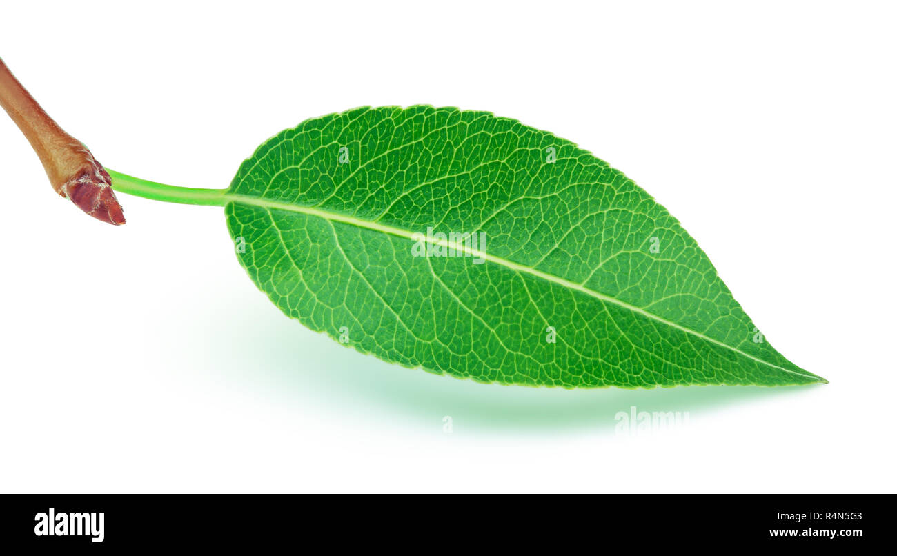 Feuille poire isolated on white Banque D'Images