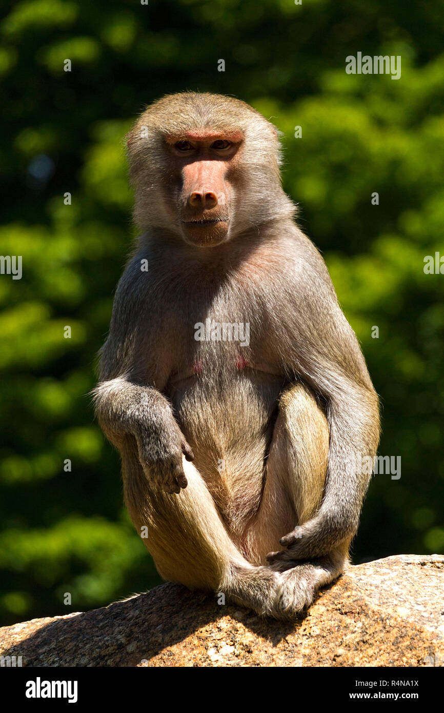 Babouin (Papio hamadryas) Femme, assis sur la roche, zoo Hellabrunn, Munich, Haute-Bavière, Allemagne, Europe. Banque D'Images