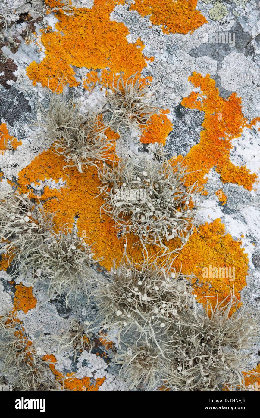 Le gris lichen Ramalina siliquosa (SEA) d'Ivoire , le lichen orange Caloplaca marina croissant dans une communauté falaise maritime dans le nord de l'Écosse Banque D'Images