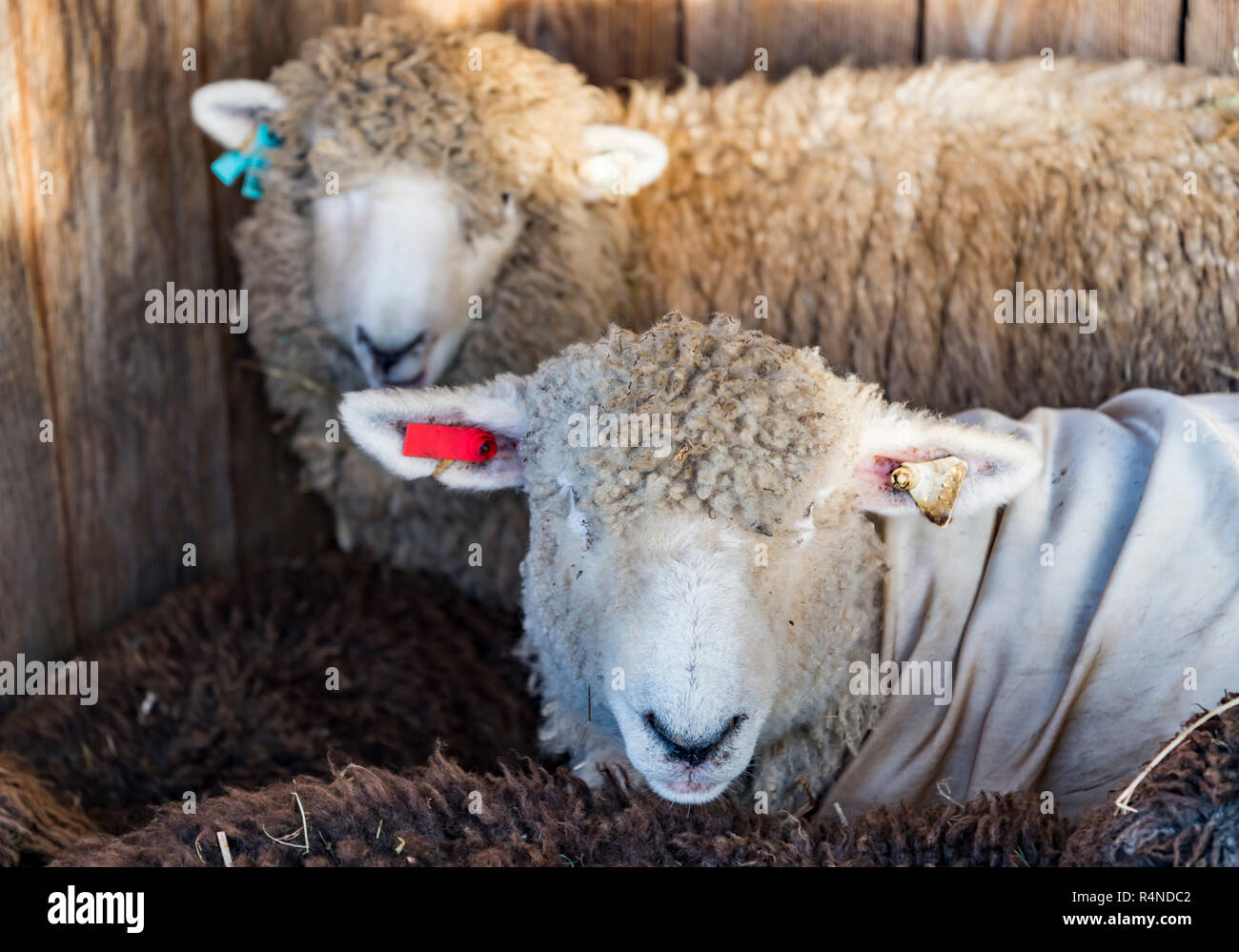 Drole De Moutons Portrait De Moutons Dans Une Ferme Dans Le Maine Usa Photo Stock Alamy