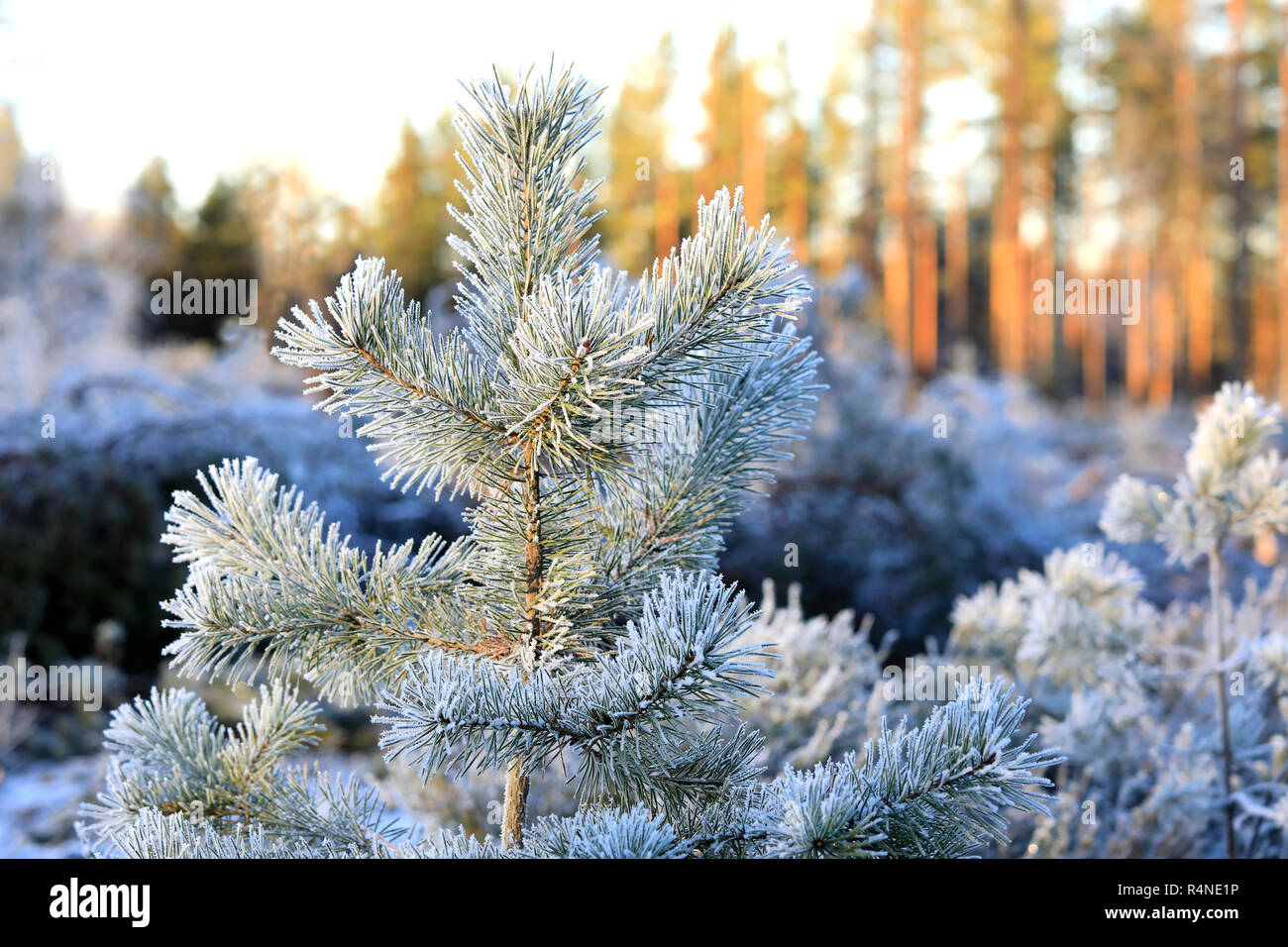 Hoarfrost couvert petit sapin en bordure de forêt sur un beau jour de début de l'hiver. Banque D'Images
