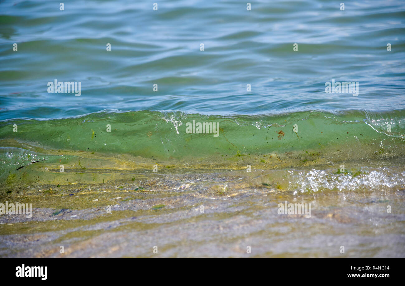 L'eau de mer et d'algues bleu vert doux lumineux Banque D'Images