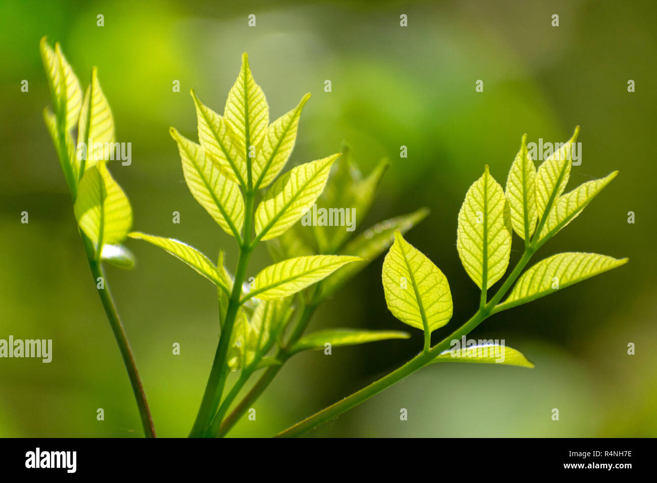 La croissance de nouvelles feuilles de l'Arbre Vert au printemps Banque D'Images