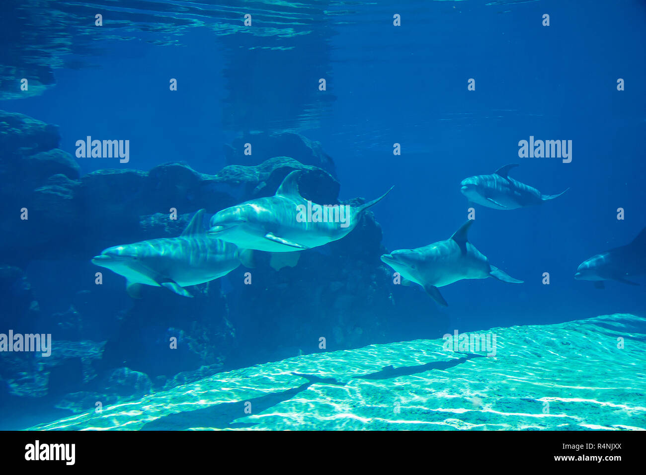 Underwater portrait of happy smiling dauphins nager et jouer dans l'eau bleue Banque D'Images