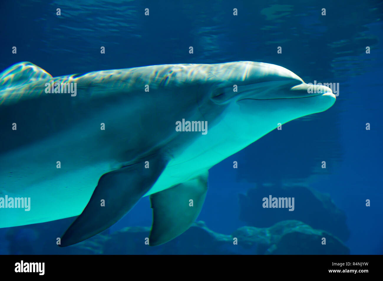 Underwater portrait of happy smiling dauphins nager et jouer dans l'eau bleue Banque D'Images