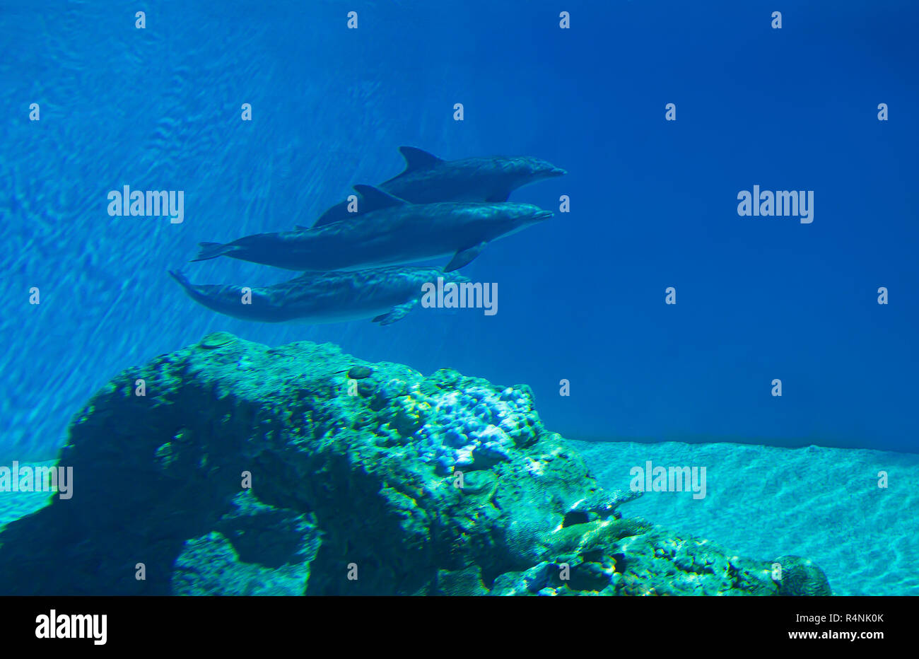 Underwater portrait of happy smiling dauphins nager et jouer dans l'eau bleue Banque D'Images