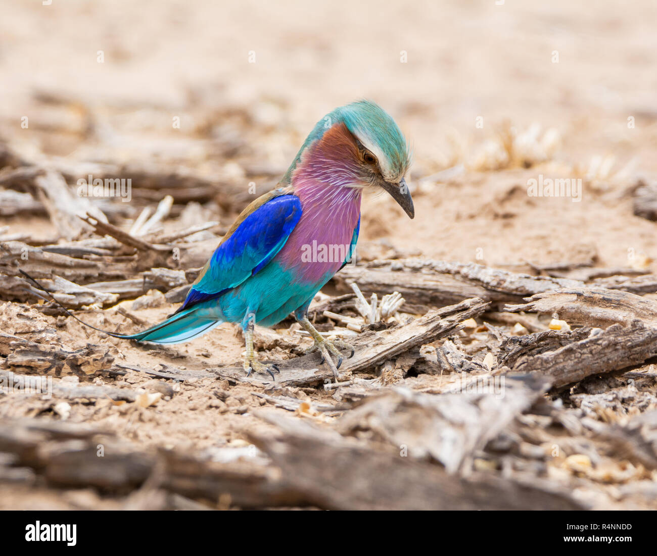 Un Lilac-breasted Roller sur le terrain dans le sud de la savane africaine Banque D'Images