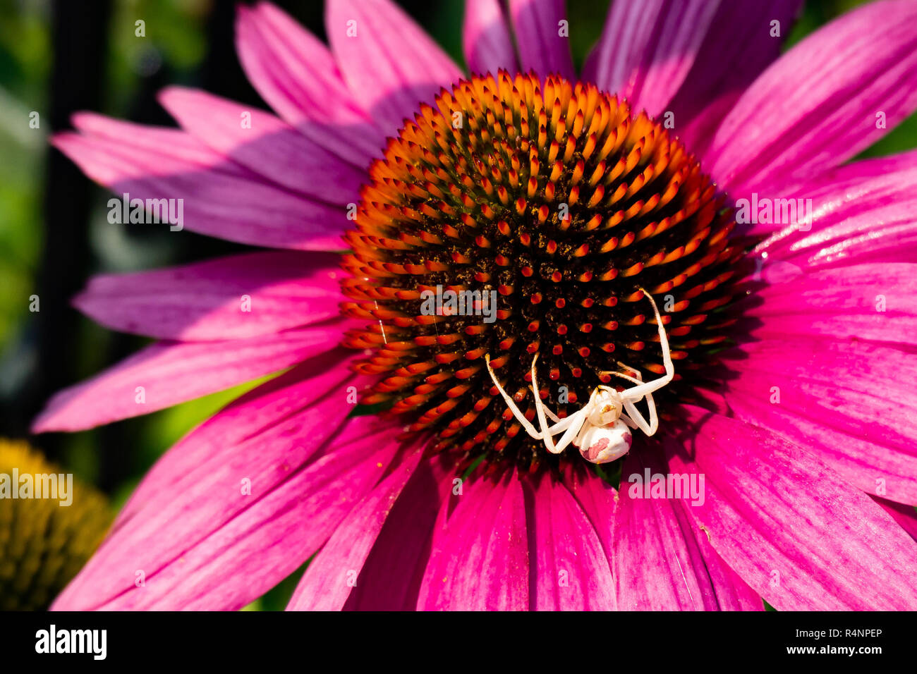 Un crabe araignée, Thomisidae, assis sur un cône rose fleur dans un jardin en spéculateur, NY USA en attente d'une abeille pour le déjeuner. Banque D'Images