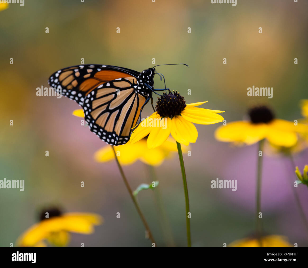 Colorful le monarque (Danaus plexippus) se nourrissant de cône jaune fleurs du jardin en spéculateur, New York, NY USA Banque D'Images