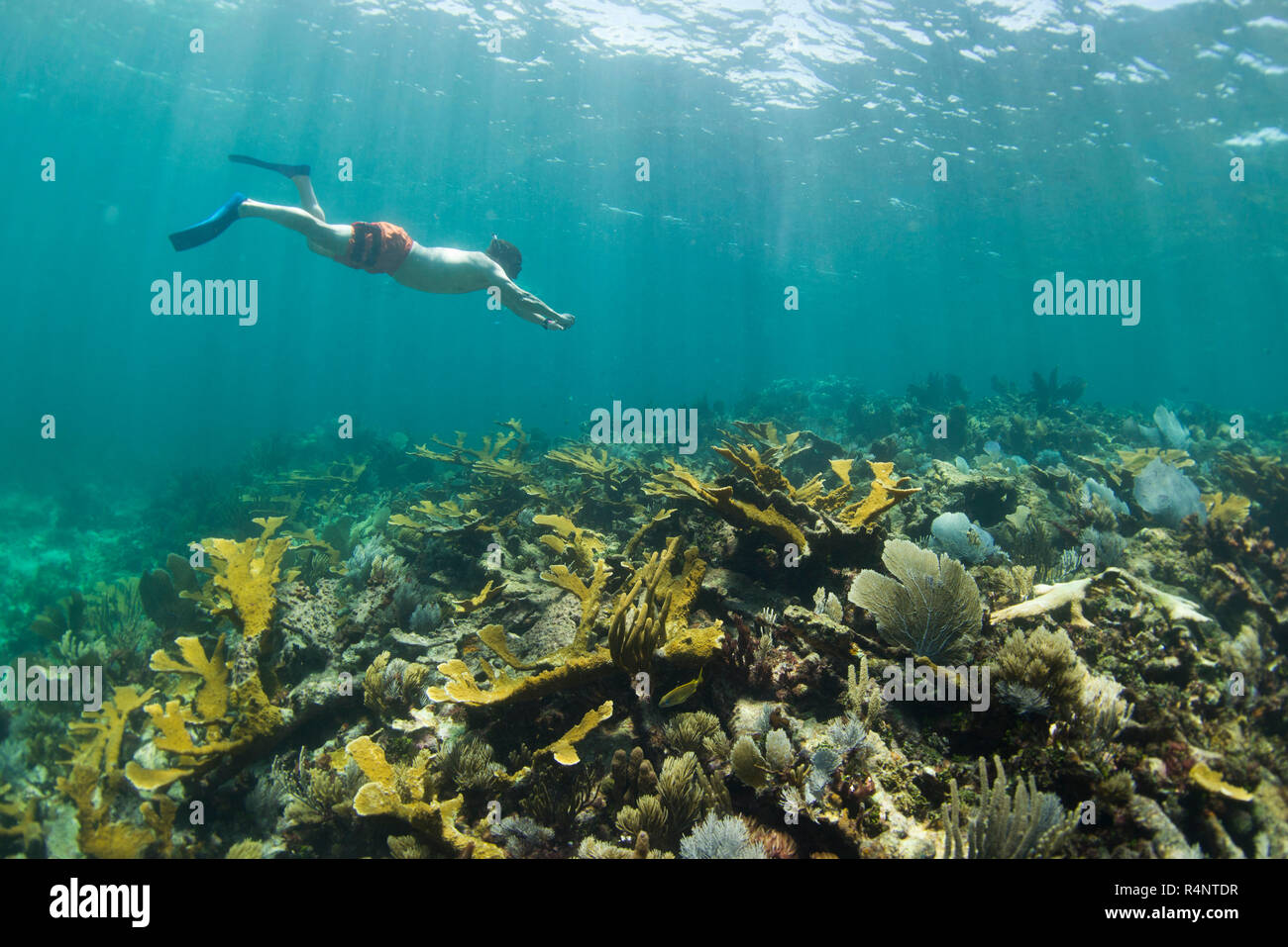 Vue latérale du seul homme de la plongée avec tuba dans les récifs coralliens à Puerto Morelos, Quintana Roo, Mexique Banque D'Images Vue latérale du seul homme de la plongée avec tuba dans les récifs coralliens à Puerto Morelos, Quintana Roo, Mexique Banque D'Images