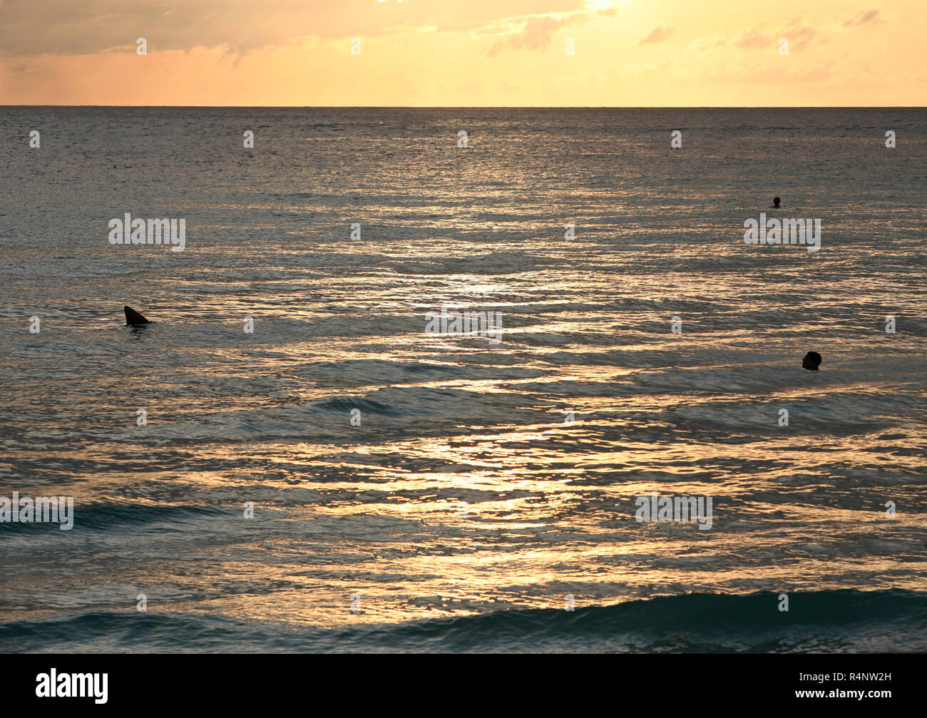 Silhouettes d'ailerons de requin et les gens en mer, Grande Barrière de Corail, Cairns, Queensland, Australie Banque D'Images