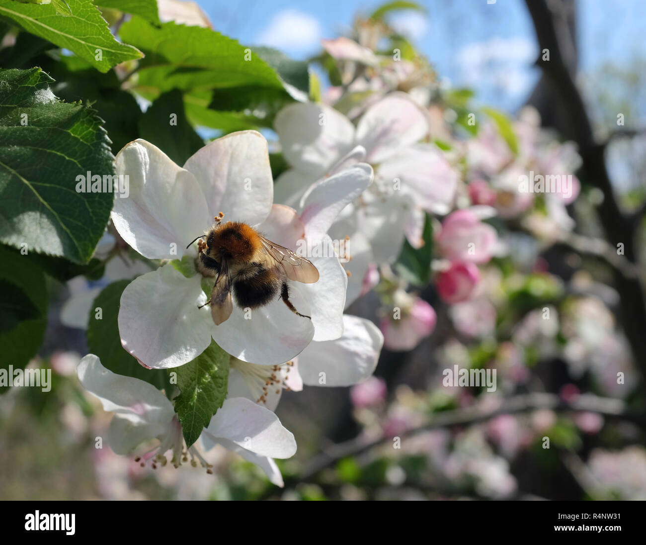 Bourdon pollinise arbre fleurs de pommier Banque D'Images