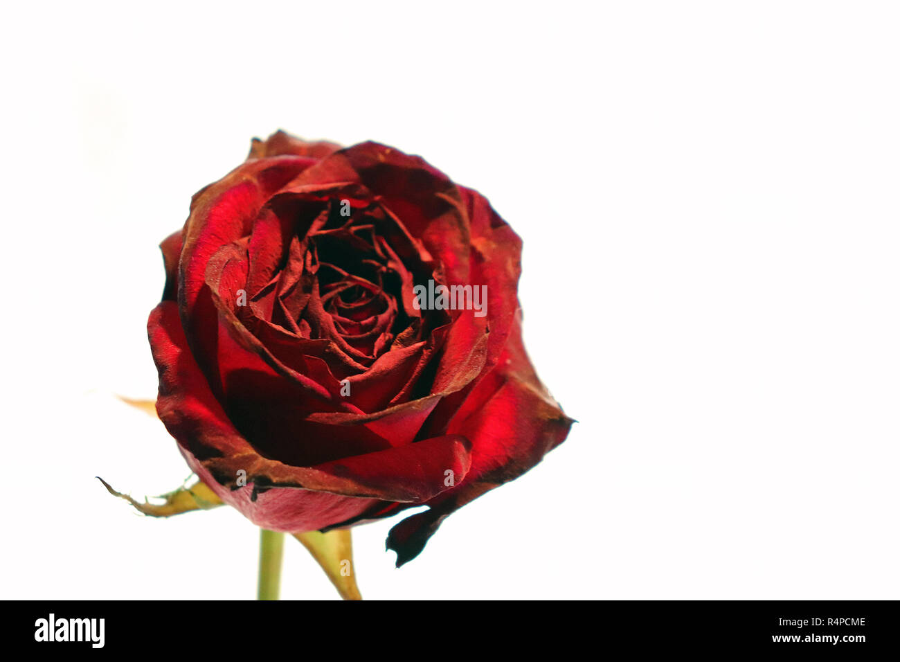 Rose rouge contre fond blanc Banque D'Images