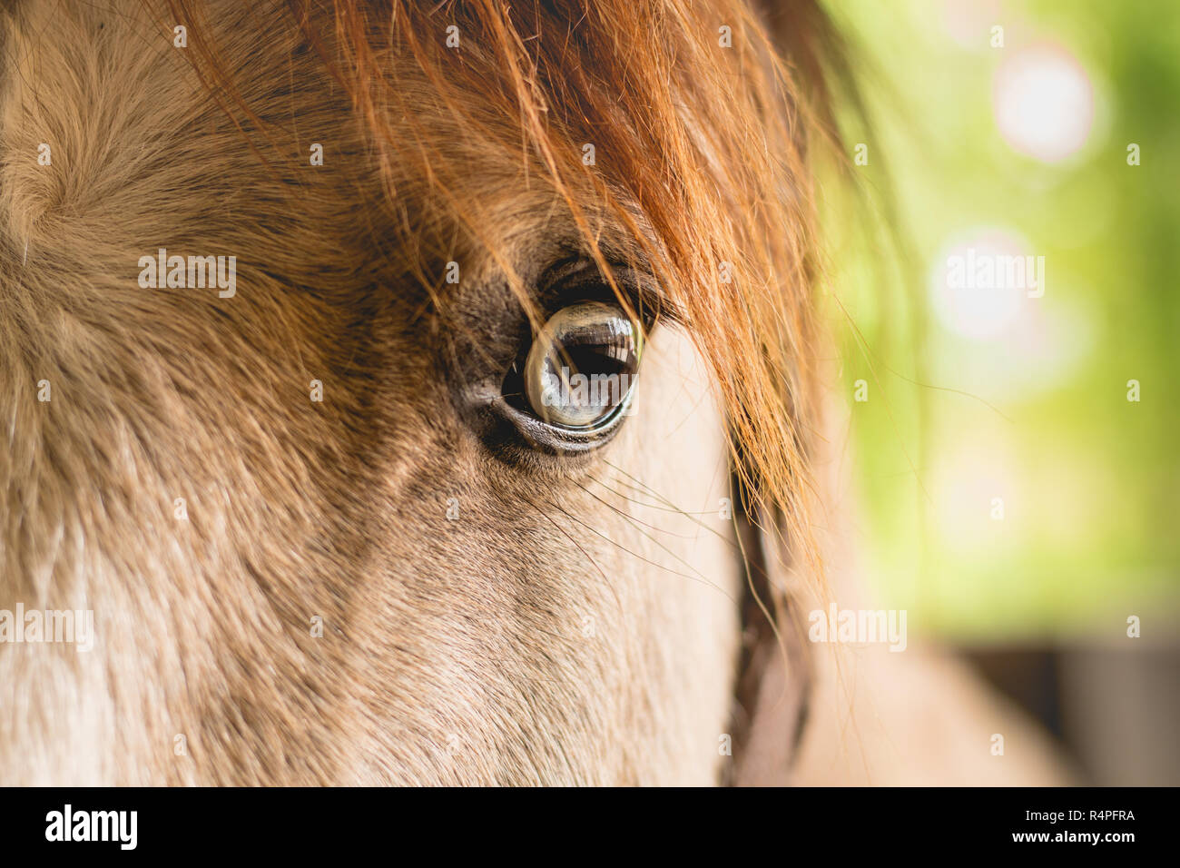 Gros plan sur l'œil d'un cheval Banque D'Images