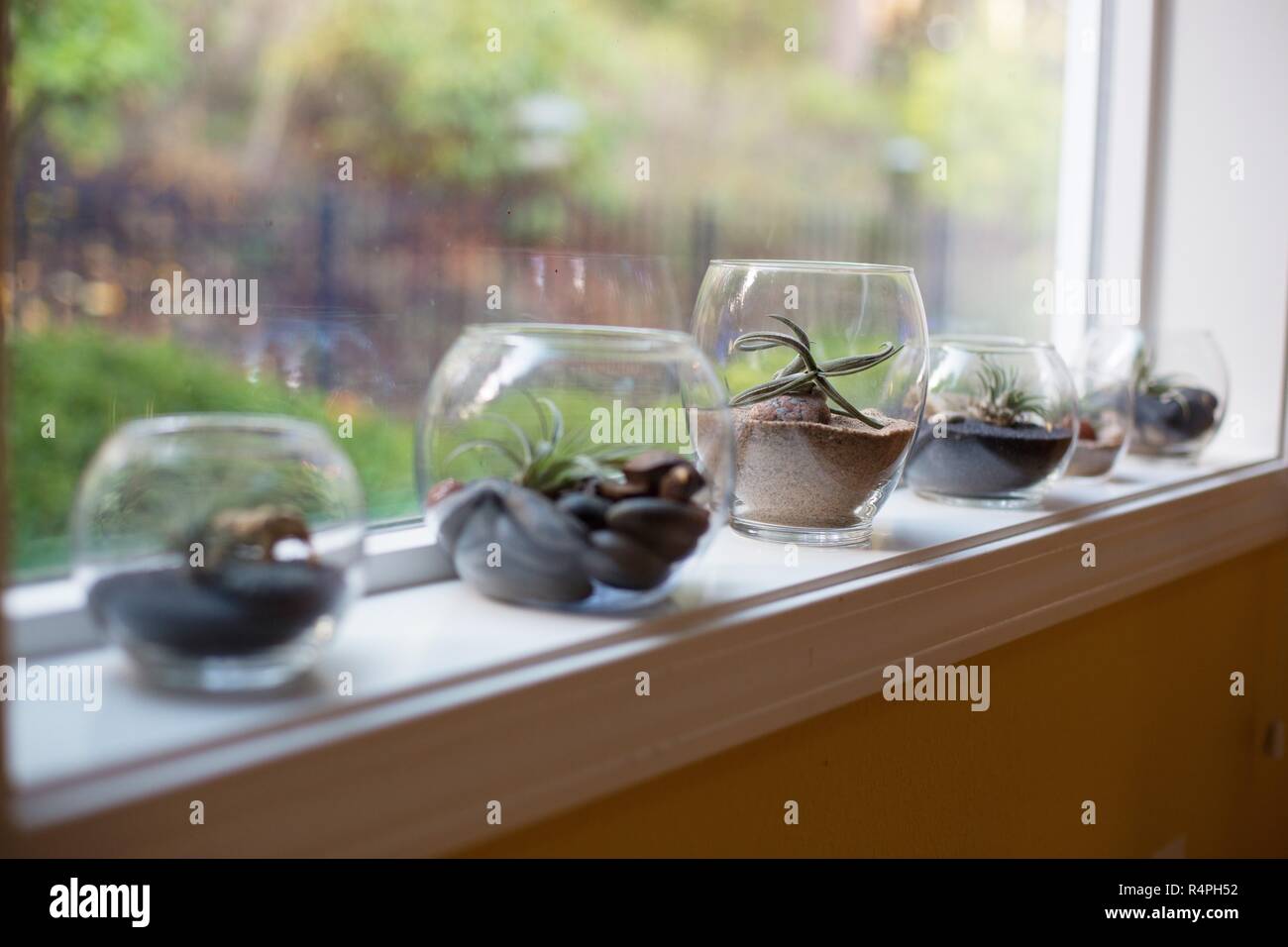 Une rangée de tillandsia plantes dans les terrariums en verre sur un rebord de fenêtre. Banque D'Images