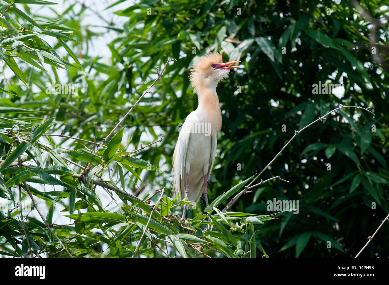 Héron garde-boeuf connu localement sous le nom de rendez-Bok. Moulvibazar, Bangladesh. Banque D'Images