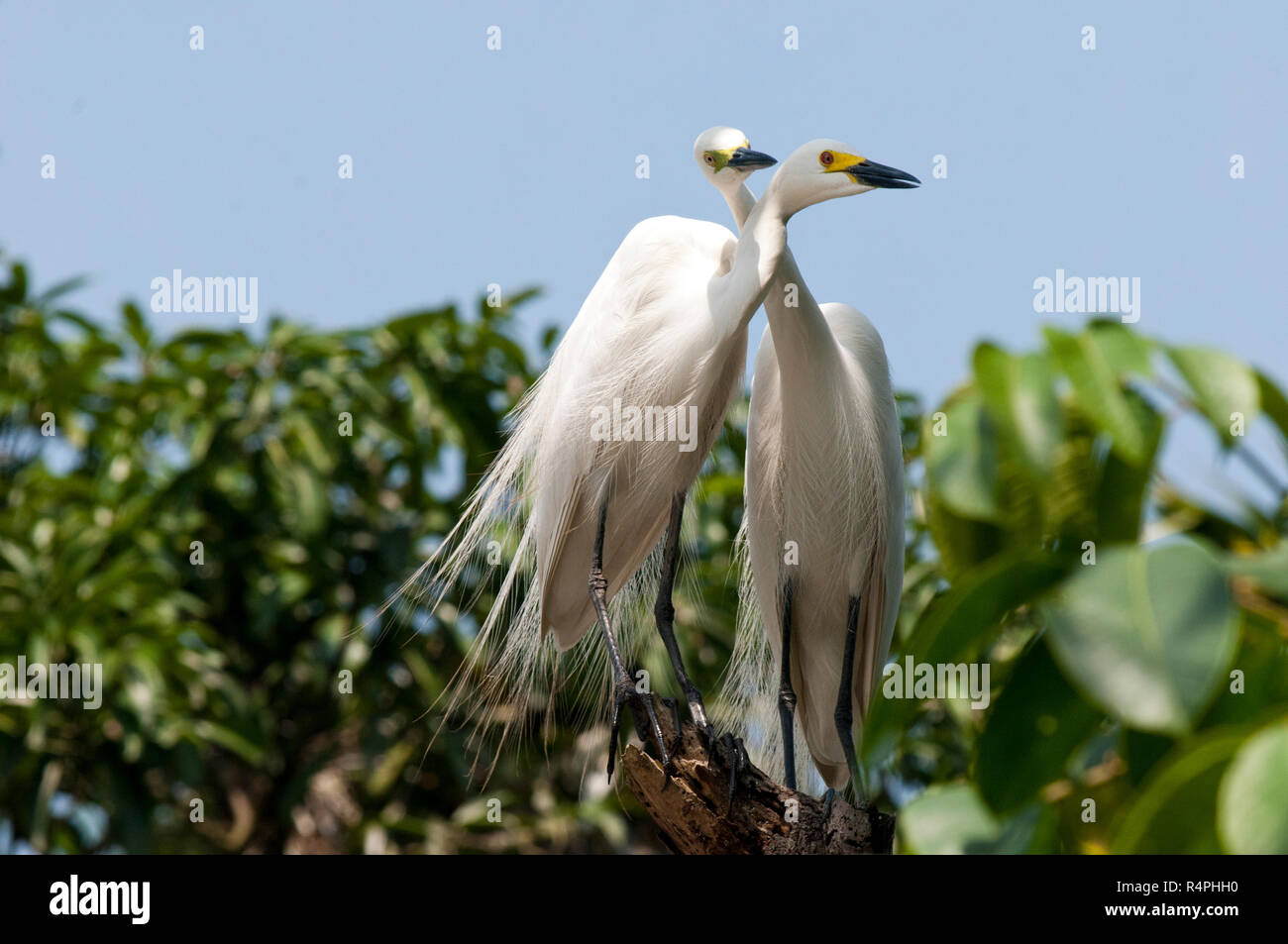 Aigrette intermédiaire connu localement comme Maijla Bok. Moulvibazar, Bangladesh. Banque D'Images