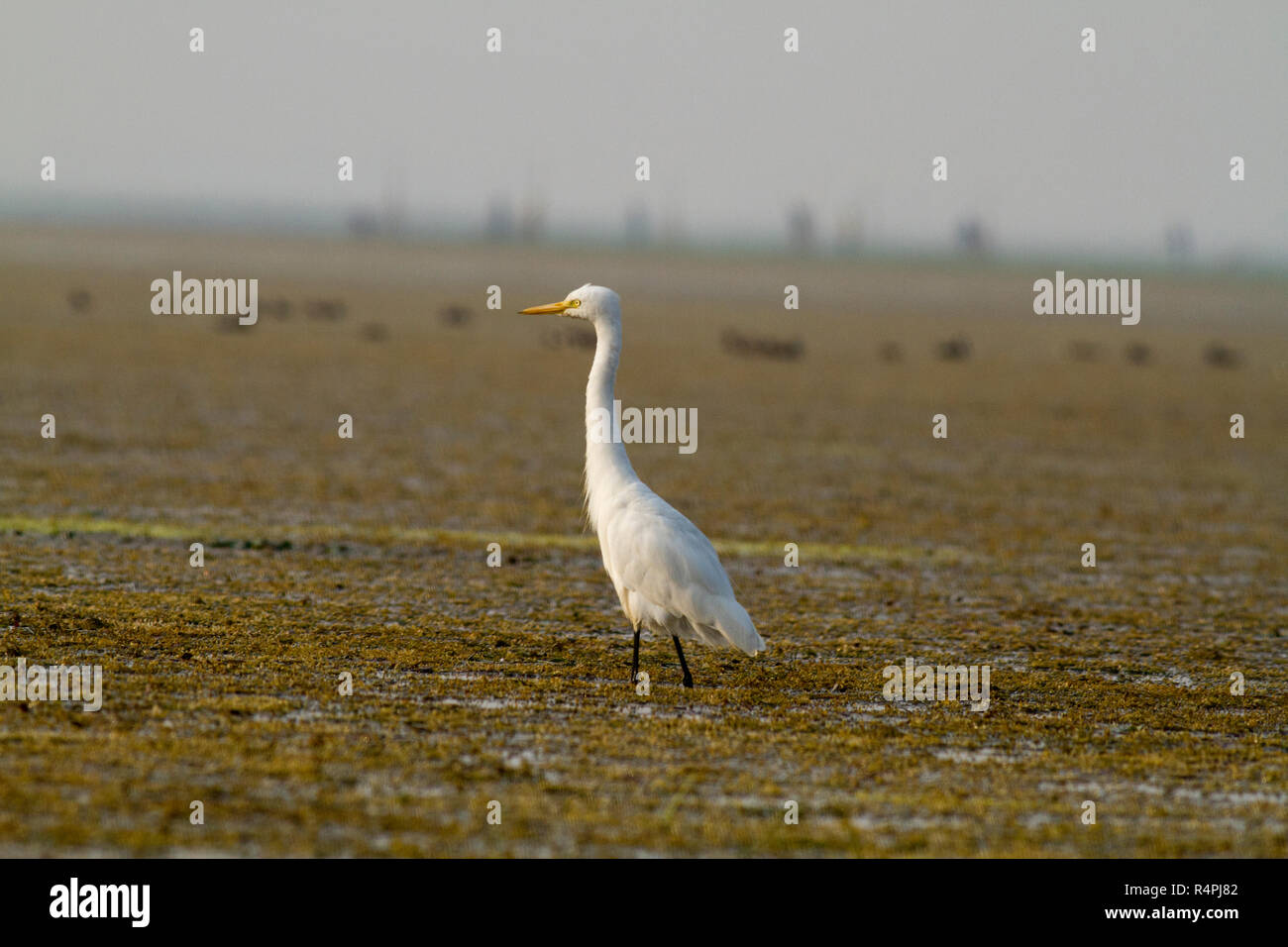 Grande Aigrette localement appelé Bok Boro à Haor Haor également appelé Tangua Haor. C'est un marais unique écosystème. Chaque hiver l'haor est la maison d'environ Banque D'Images