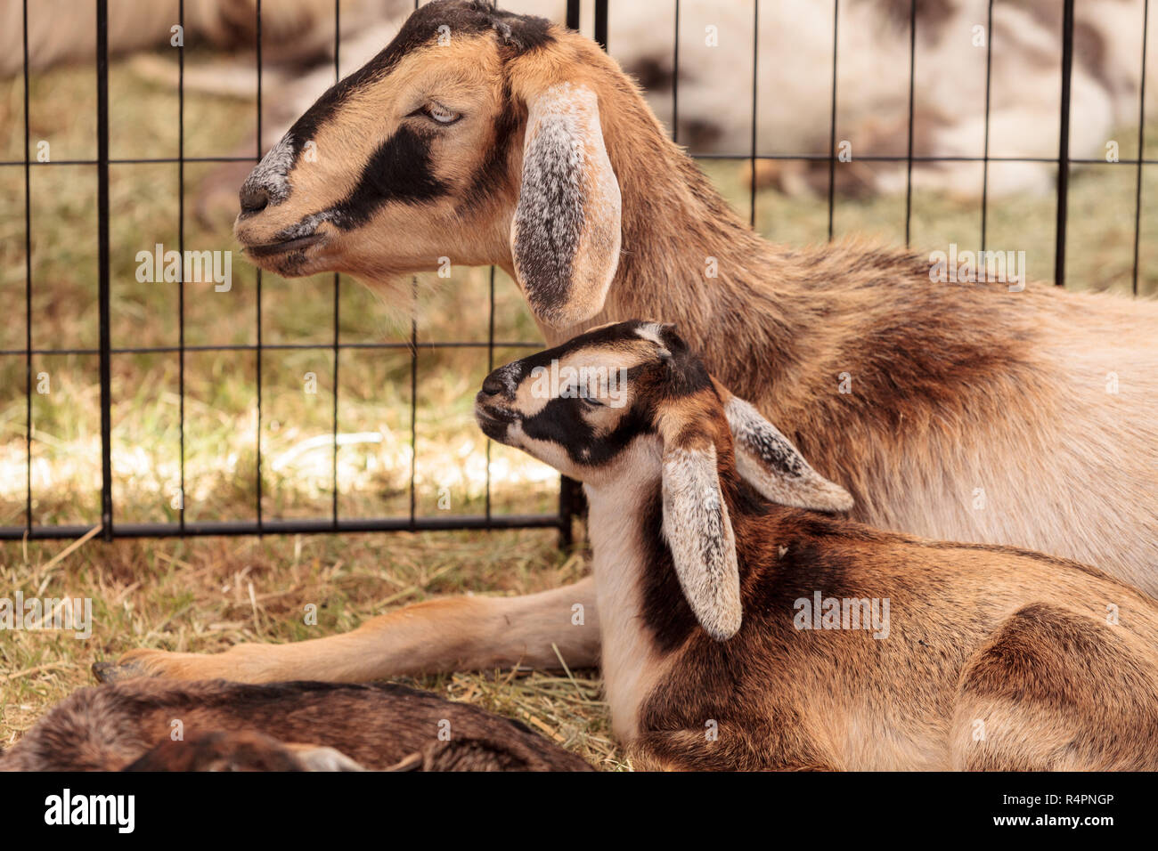 Mere Et Bebe Chevre Naine Nigerian Photo Stock Alamy