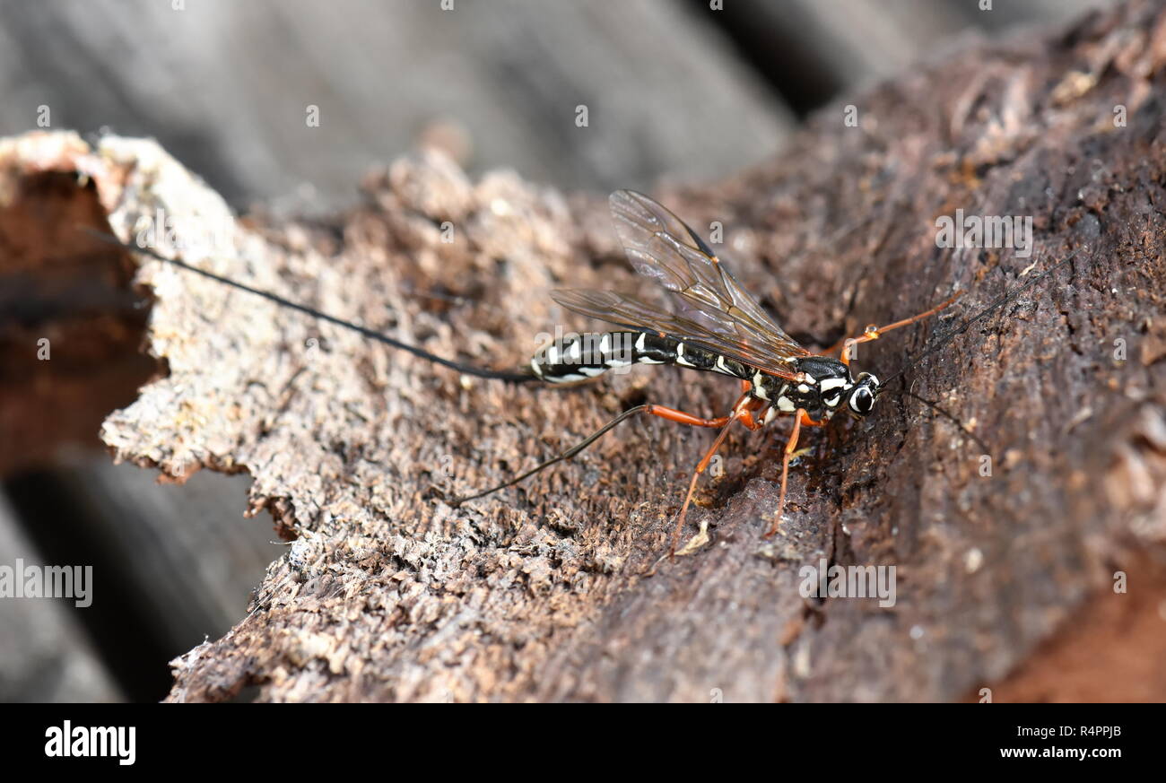Femelle de l'paracitic géant wasp Rhyssa persuasoria sabre sur un morceau d'écorce Banque D'Images