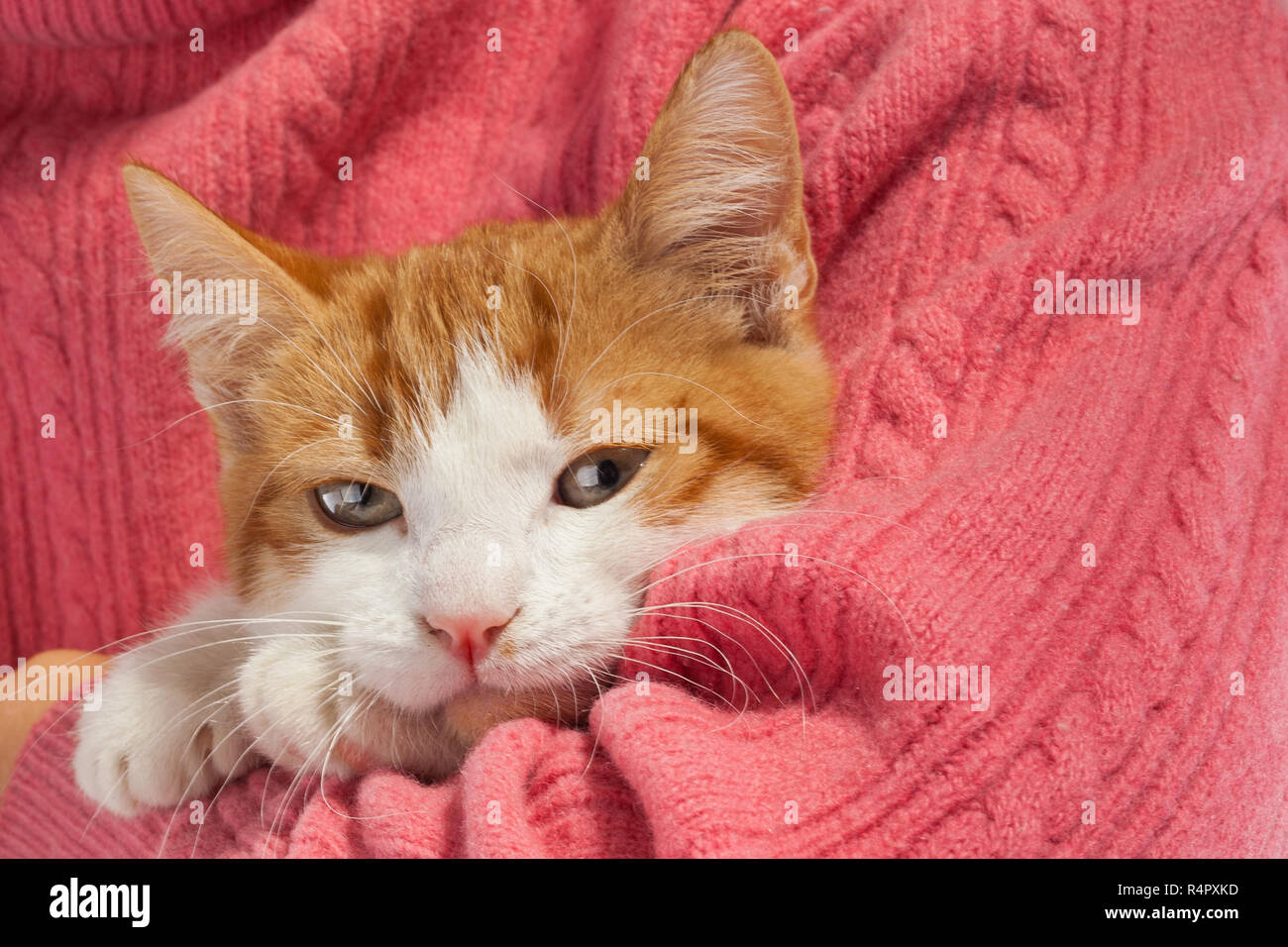 Les jeunes chatons rouges se trouve dans les mains Banque D'Images