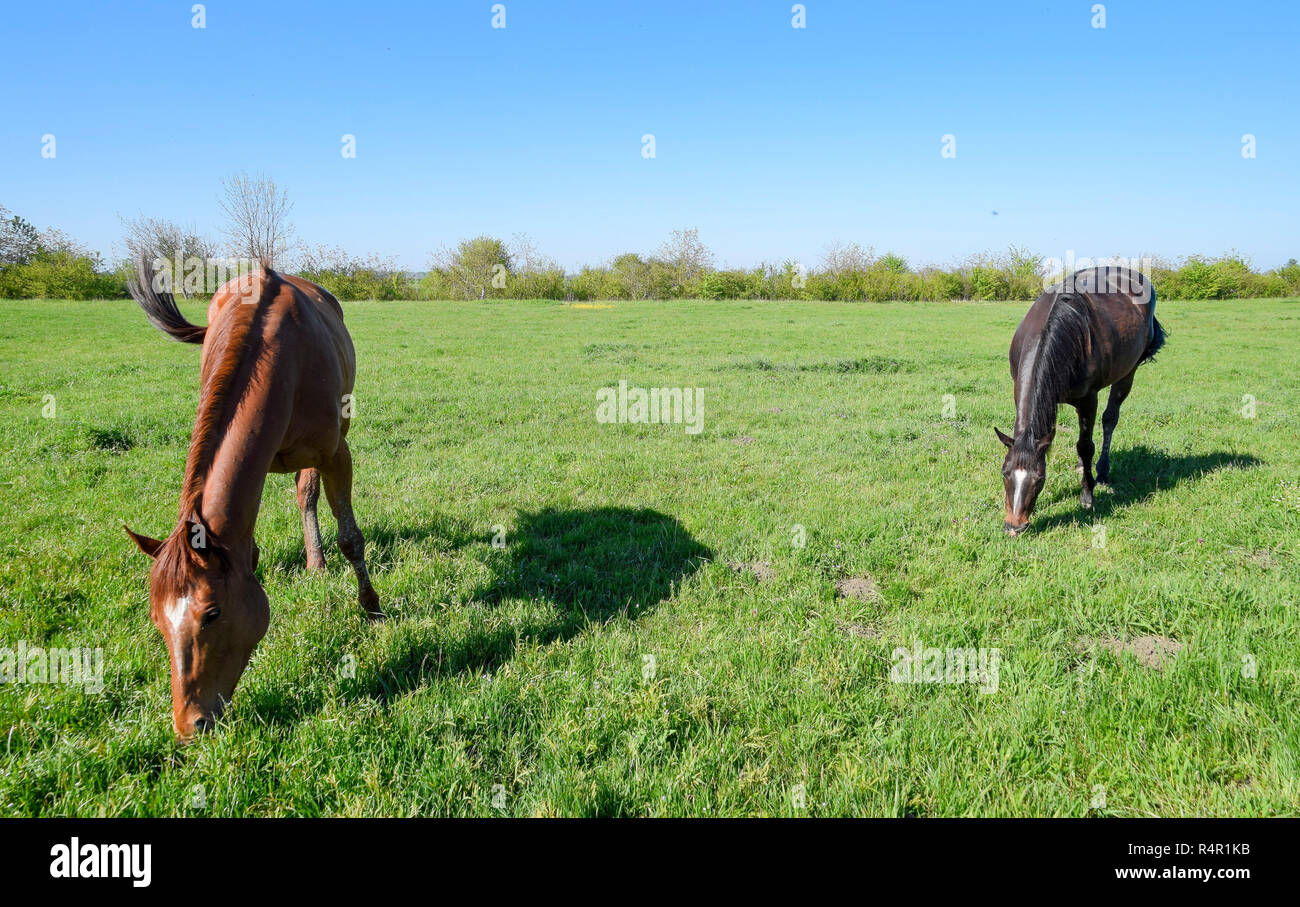 Les chevaux paissent dans les pâturages. Les enclos des chevaux dans une ferme équestre. Quelques chevaux Banque D'Images