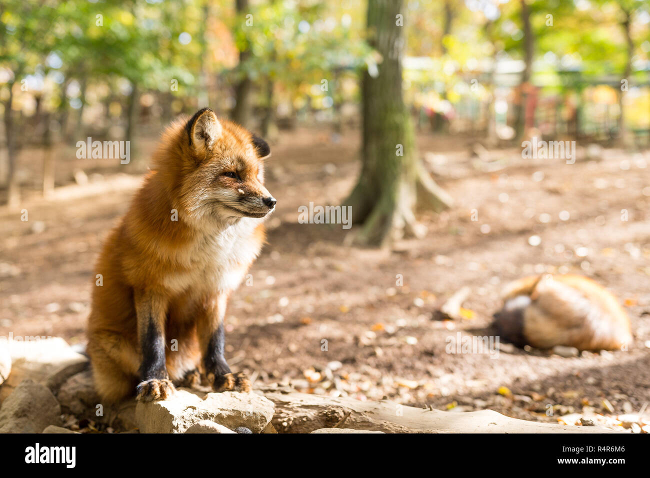 Village Fox Banque D'Images