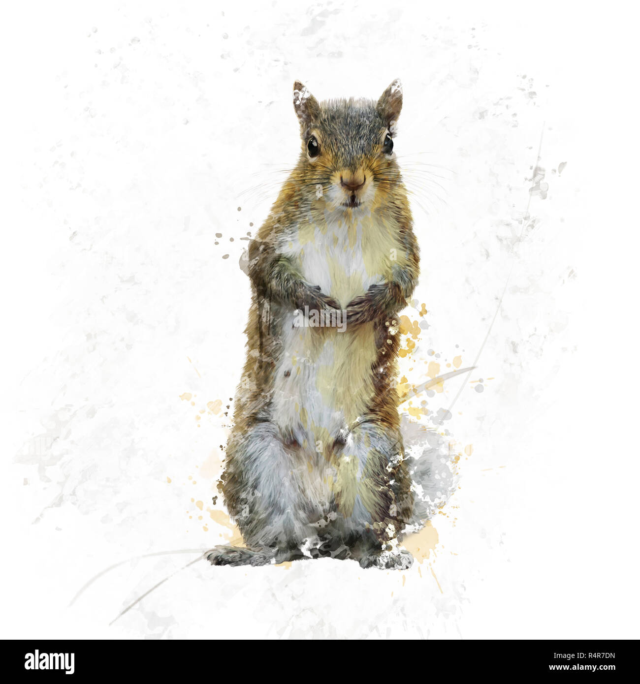 L'écureuil gris américain aquarelle Banque D'Images