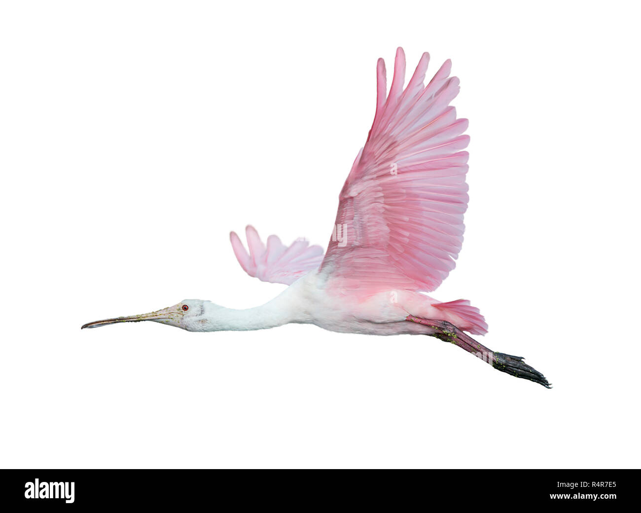 Roseate Spoonbill en vol Banque D'Images