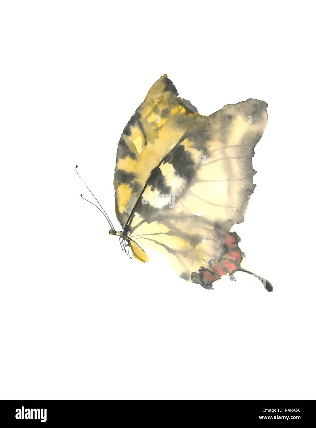 Un gracieux papillon jaune. Papillon noir-jaune en vol. Aquarelle Dessin papillon. Banque D'Images