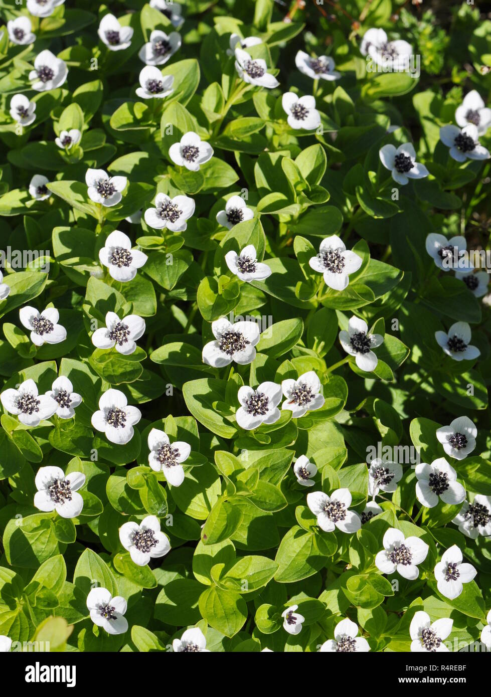 Dwarf cornel Cornus suecica la floraison au printemps Banque D'Images