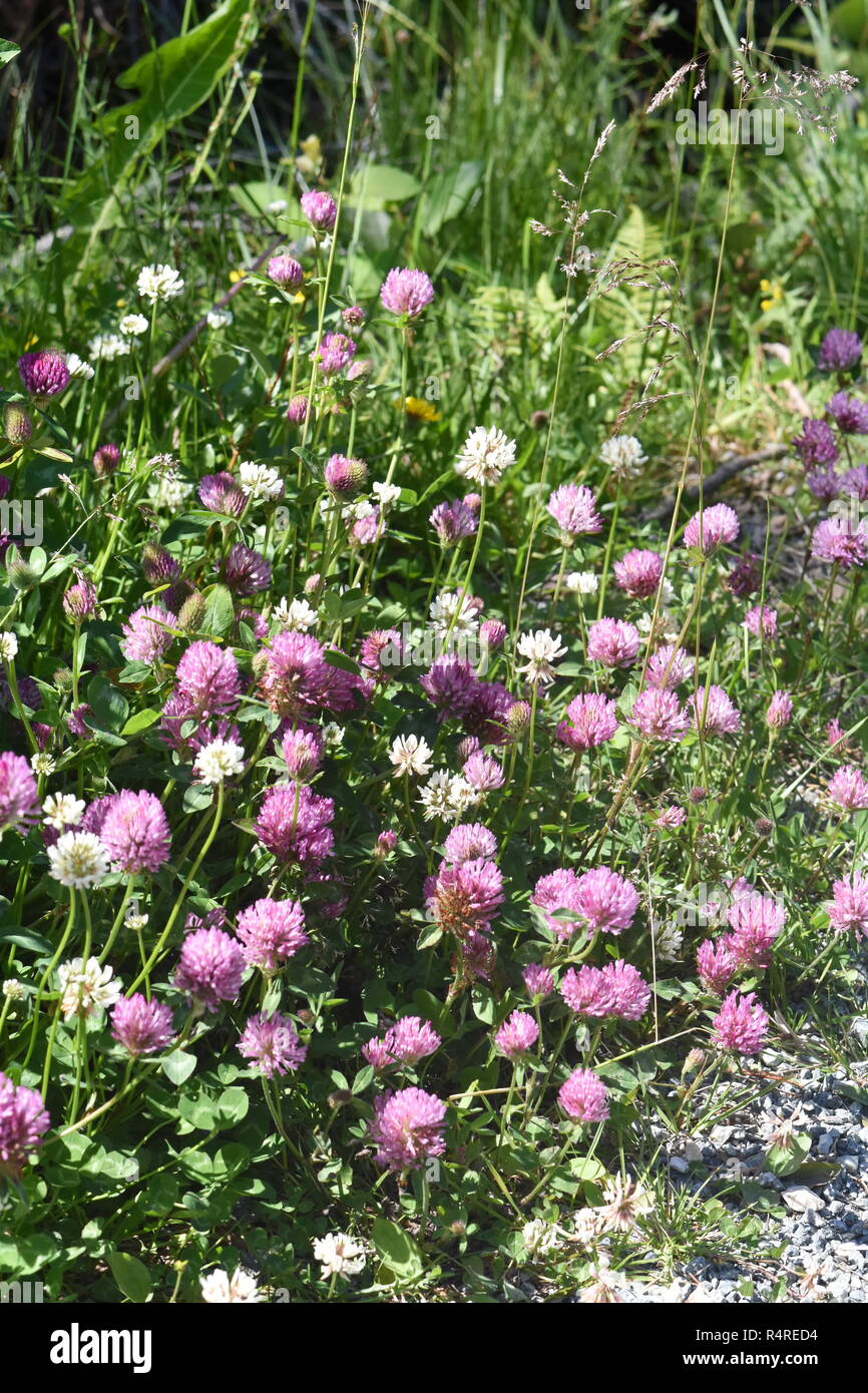 Le rouge et le trèfle blanc Trifolium grandissant ensemble dans un champ sauvage Banque D'Images