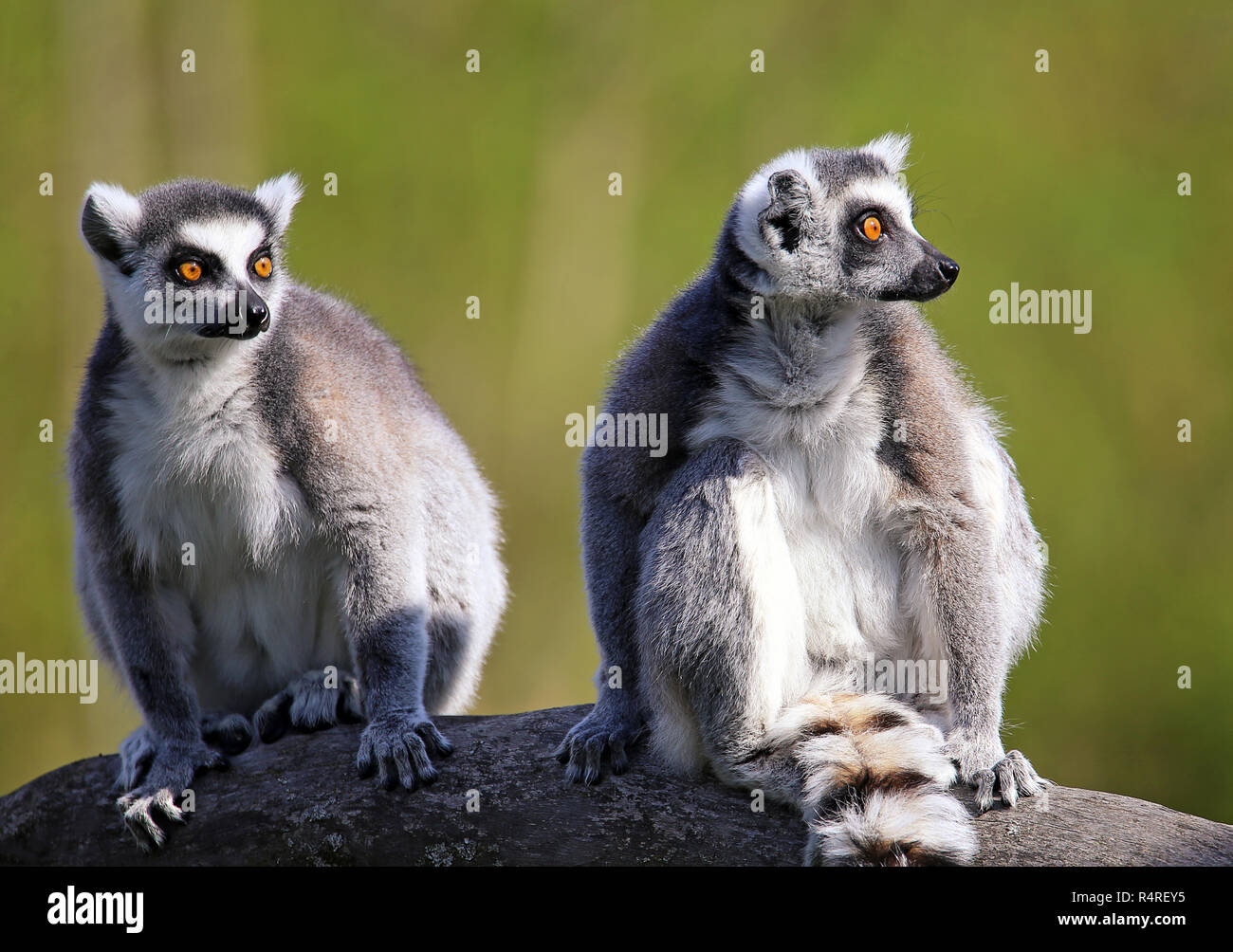 Katta lemur catta Banque D'Images