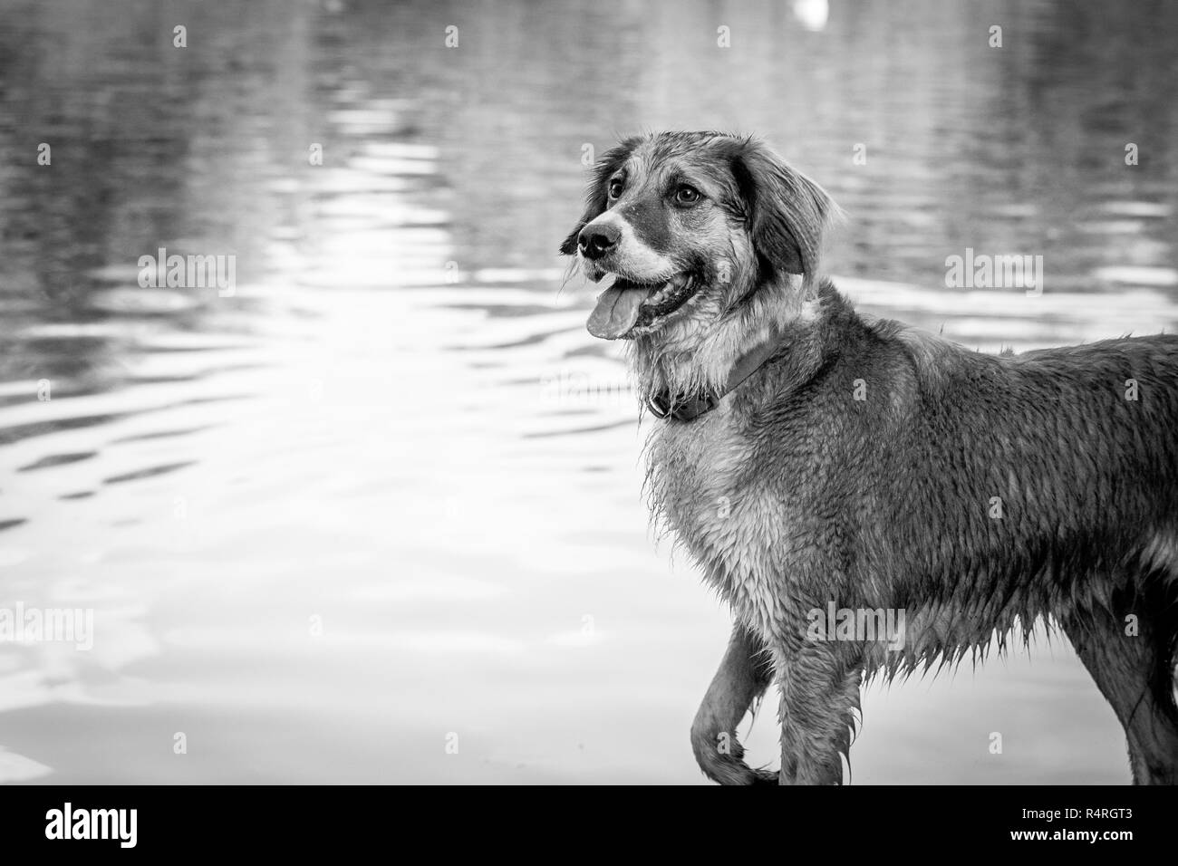 Chien jouant dans l'eau/ les feuilles d'automne Banque D'Images