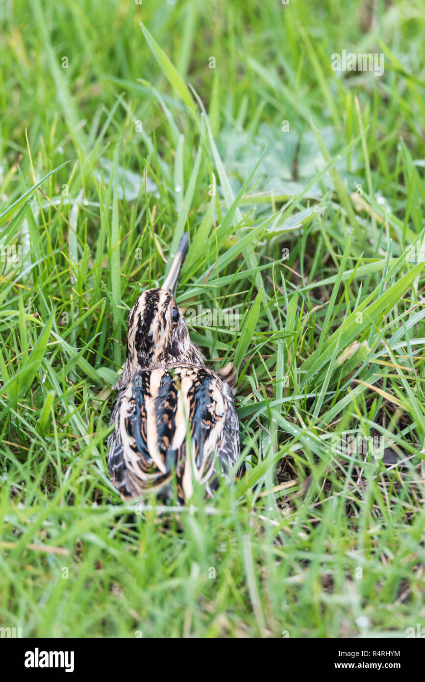 Un Jack Snipe (Lymnocryptes minimus) dans l'herbe, cet oiseau a été capturé par une sonnerie et montré à nous. Il s'envolait vers la prairie peu après. Banque D'Images