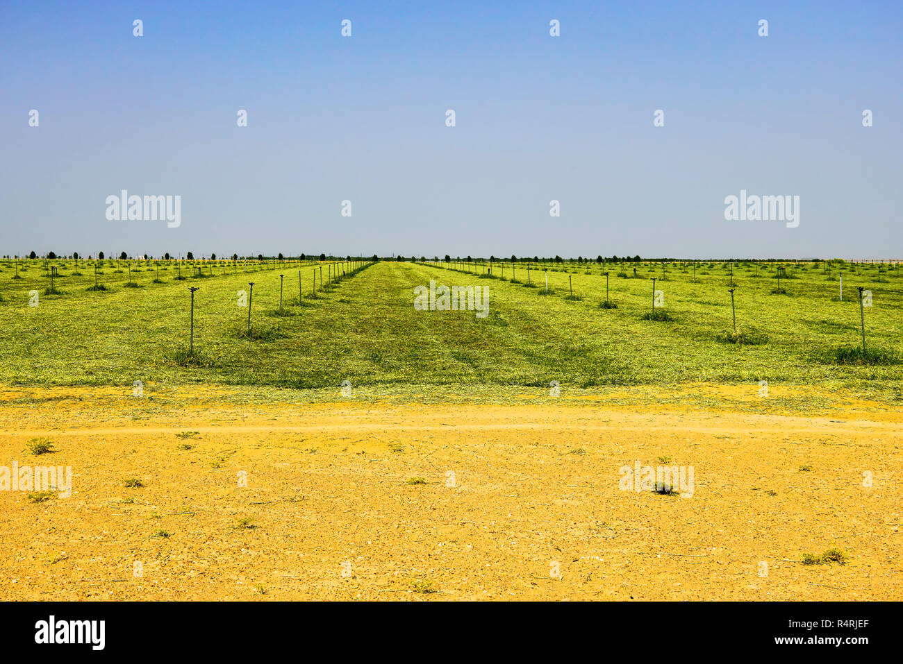 Les champs d'herbe dans le désert omanais, Doha, région de l'Oman. Banque D'Images