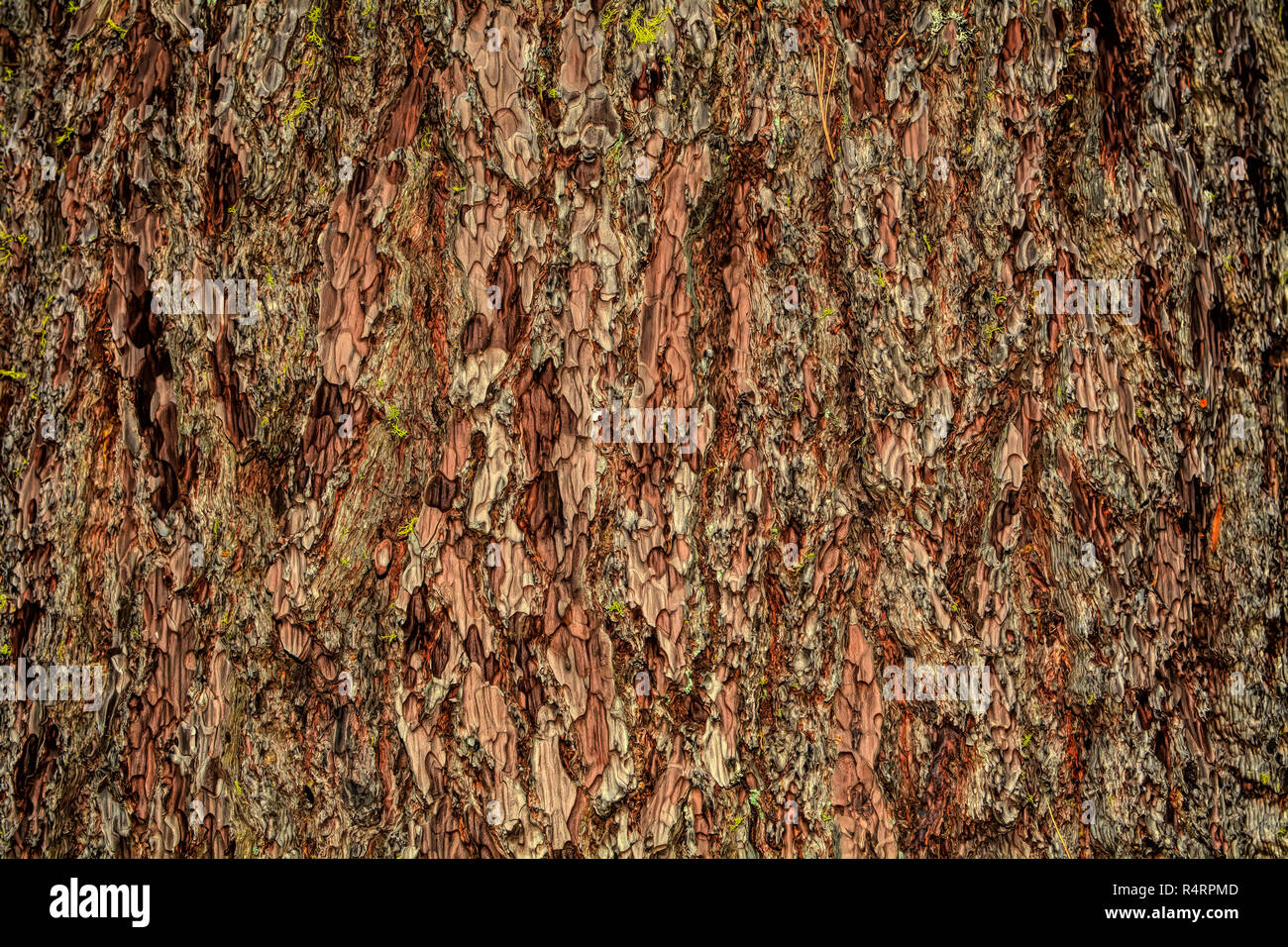 Gros plan sur l'écorce de pin ponderosa Le- Pinus ponderosa - texture ou d'arrière-plan Banque D'Images