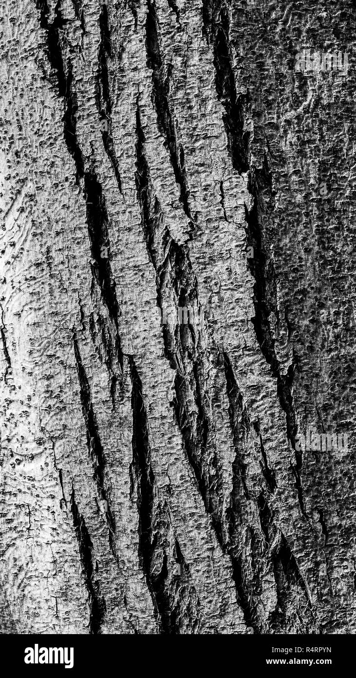 L'écorce d'un bois rouge, Sequoia sempervirens, avec de nombreuses fissures verticales, noir et blanc- rendu de texture ou de contexte Banque D'Images