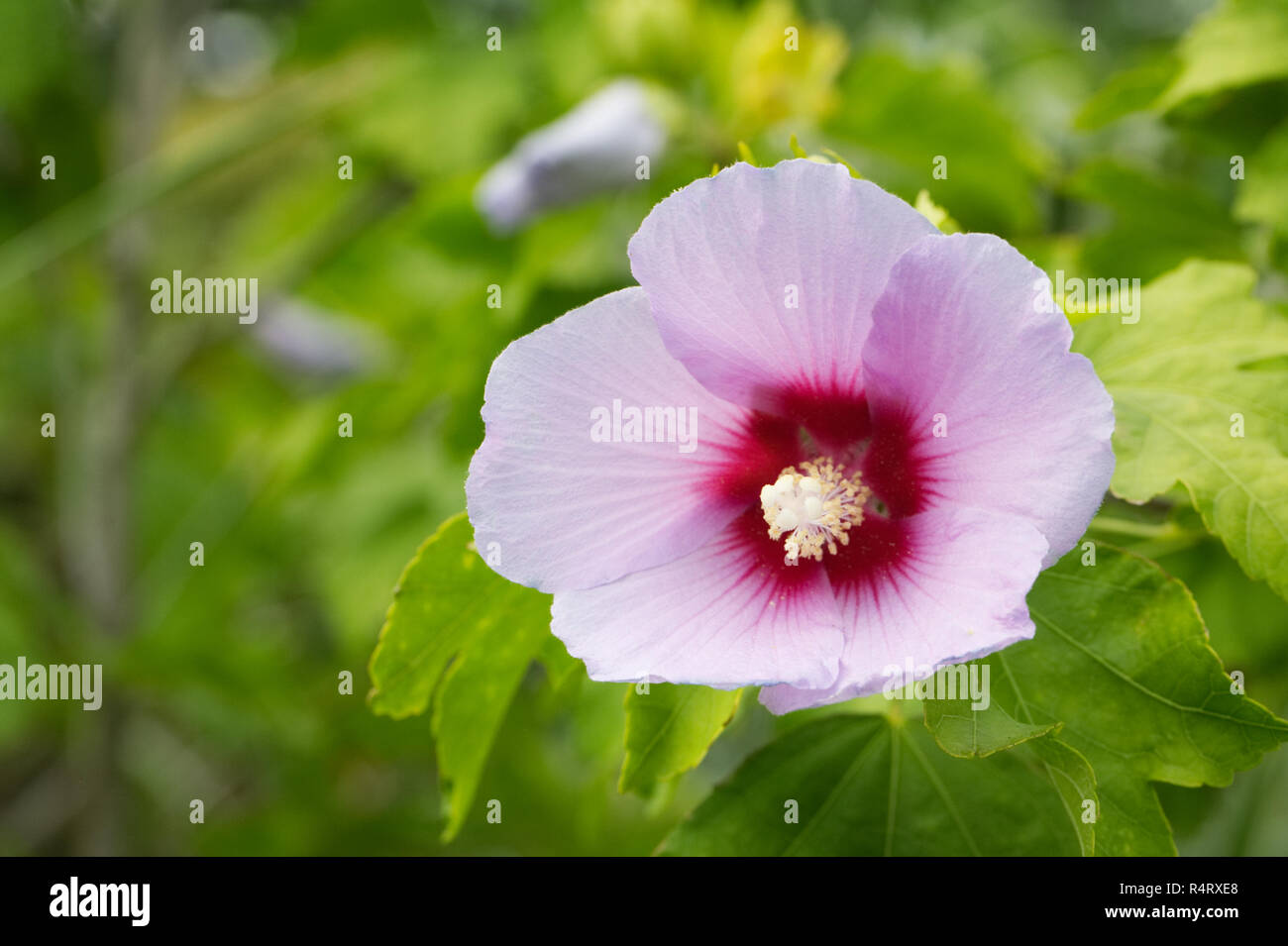 Hibiscus x resi fleur. Banque D'Images