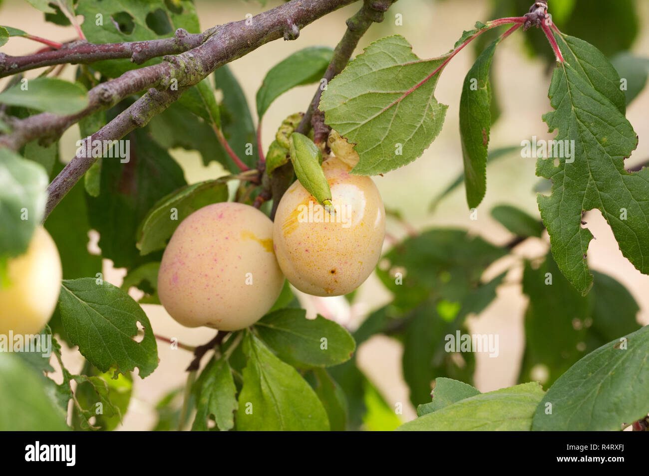 Prunus domestica. Plum 'Lawson's Golden' fruit sur l'arbre. Banque D'Images