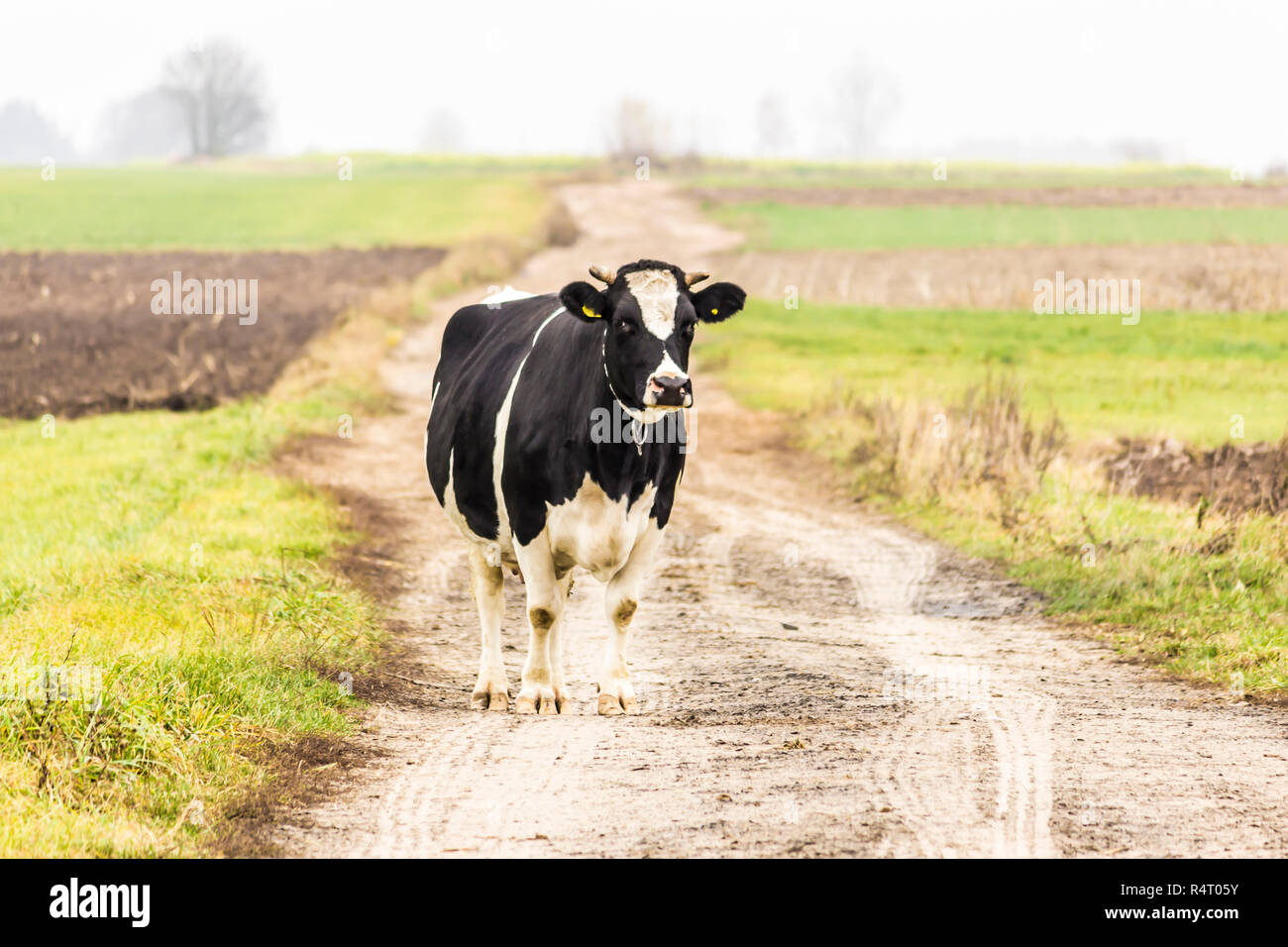 Noir et blanc couleur vache debout sur un chemin de terre. Les bovins Holstein Frison. La fin de l'automne. Ferme laitière. Podlasie, Pologne. Banque D'Images
