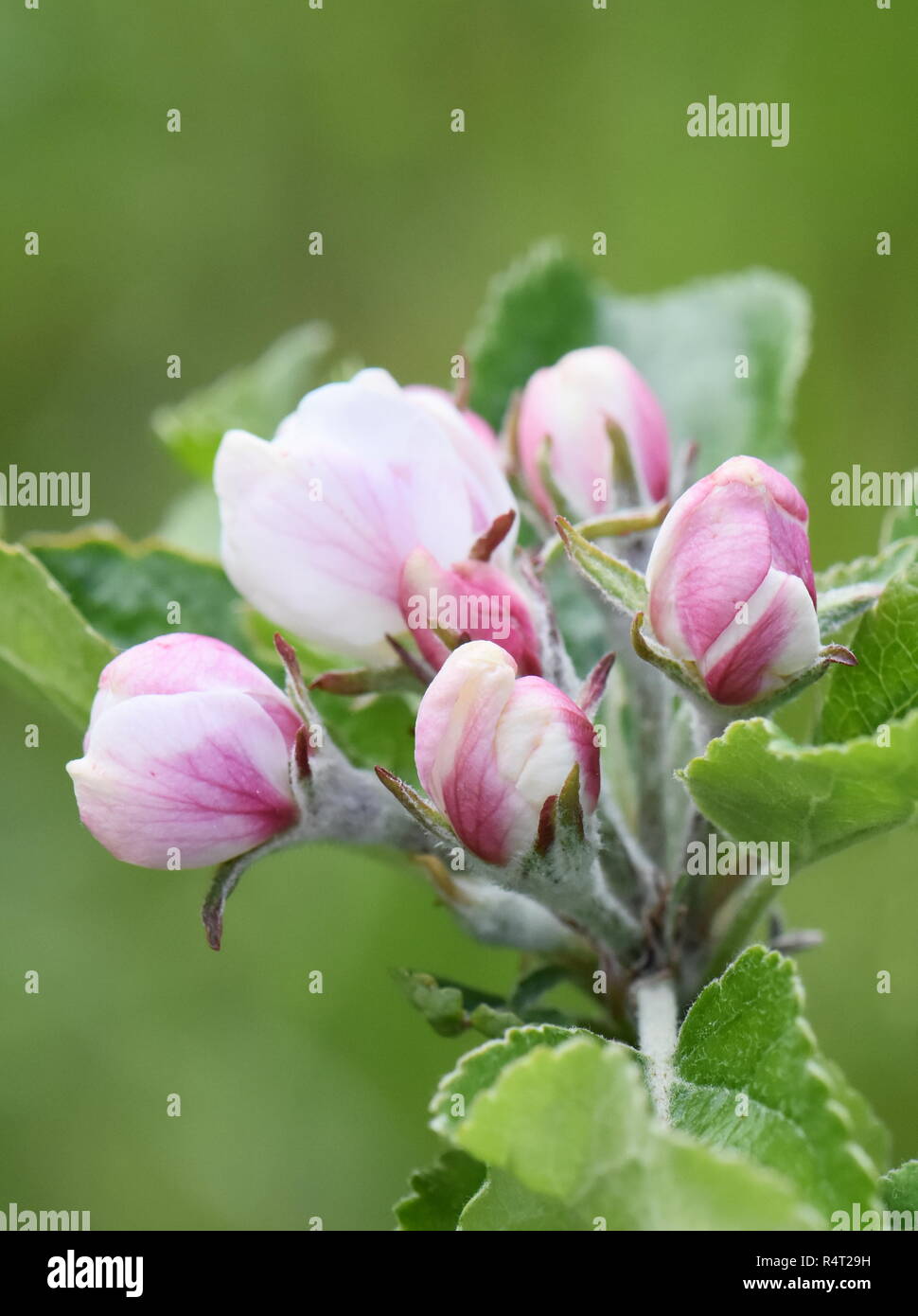 Pommier qui fleurit avec des fleurs roses au printemps Banque D'Images