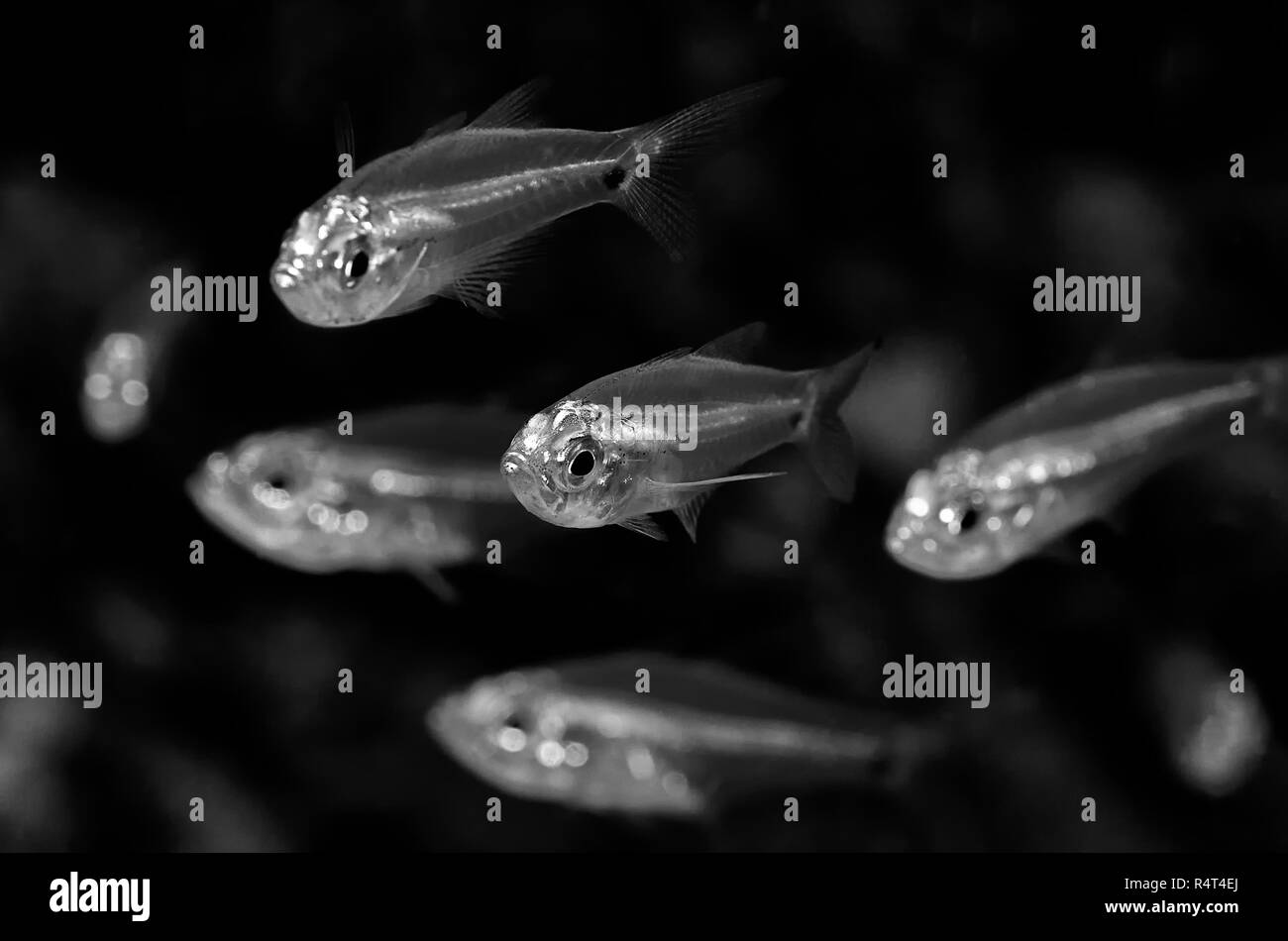 Les balayeuses sont petites, tropical marine (parfois saumâtre) perciformes de la famille Pempheridae. Banque D'Images